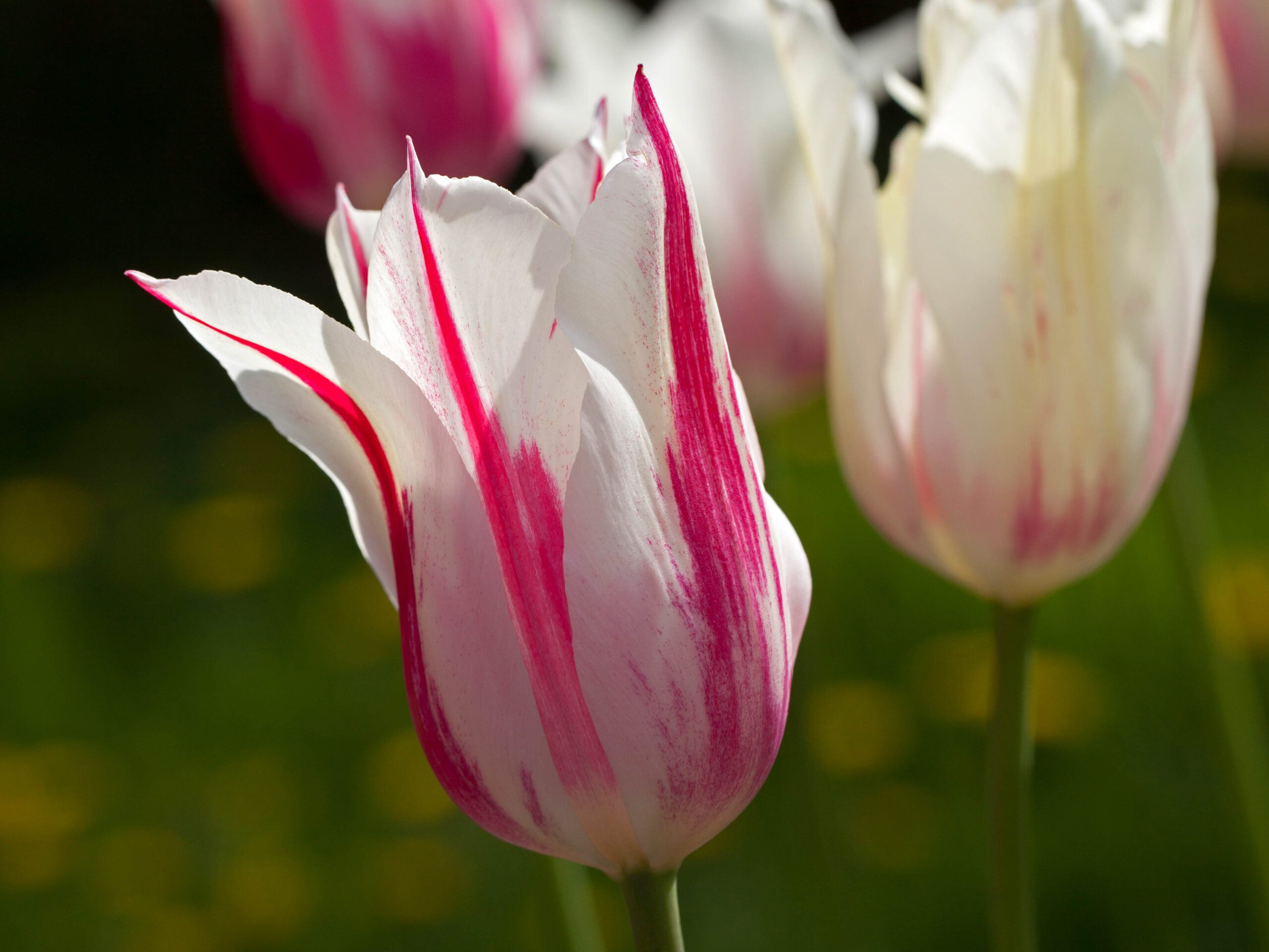 Tulipa 'Marilyn'