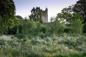 Making the most of the good drainage provided by the steep bank beneath the wall, Jo has introduced a thyme meadow that tumbles down into the main meadow mix from Emorsgate Seeds, which is based down the road from Jo’s farmhouse. The tall spires of Verbascum thapsus add vertical accents that link to the tower of the 14th-century village church beyond. Making the most of the good drainage provided by the steep bank beneath the wall, Jo has introduced a thyme meadow that tumbles down into the main meadow mix from Emorsgate Seeds, which is based down the road from Jo’s farmhouse. The tall spires of Verbascum thapsus add vertical accents that link to the tower of the 14th-century village church beyond.