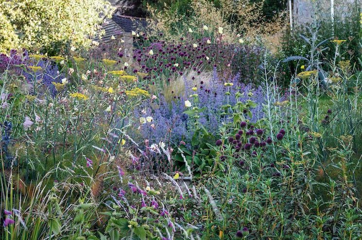 Jo is passionate about wildlife and her borders are filled with plants that attract insects. Here these include fennel, Nepeta racemosa ‘Walker’s Low’, Allium sphaerocephalon, the round-headed leek, and evening primrose, Oenothera stricta ‘Sulphurea’.