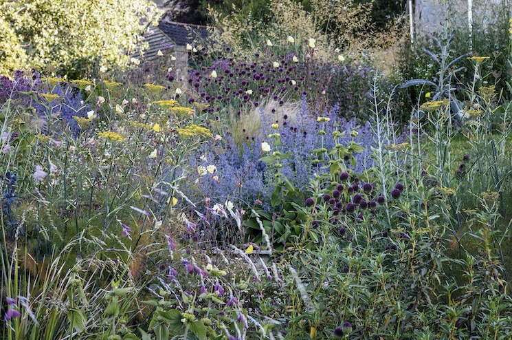 Jo is passionate about wildlife and her borders are filled with plants that attract insects. Here these include fennel, Nepeta racemosa ‘Walker’s Low’, Allium sphaerocephalon, the round-headed leek, and evening primrose, Oenothera stricta ‘Sulphurea’.