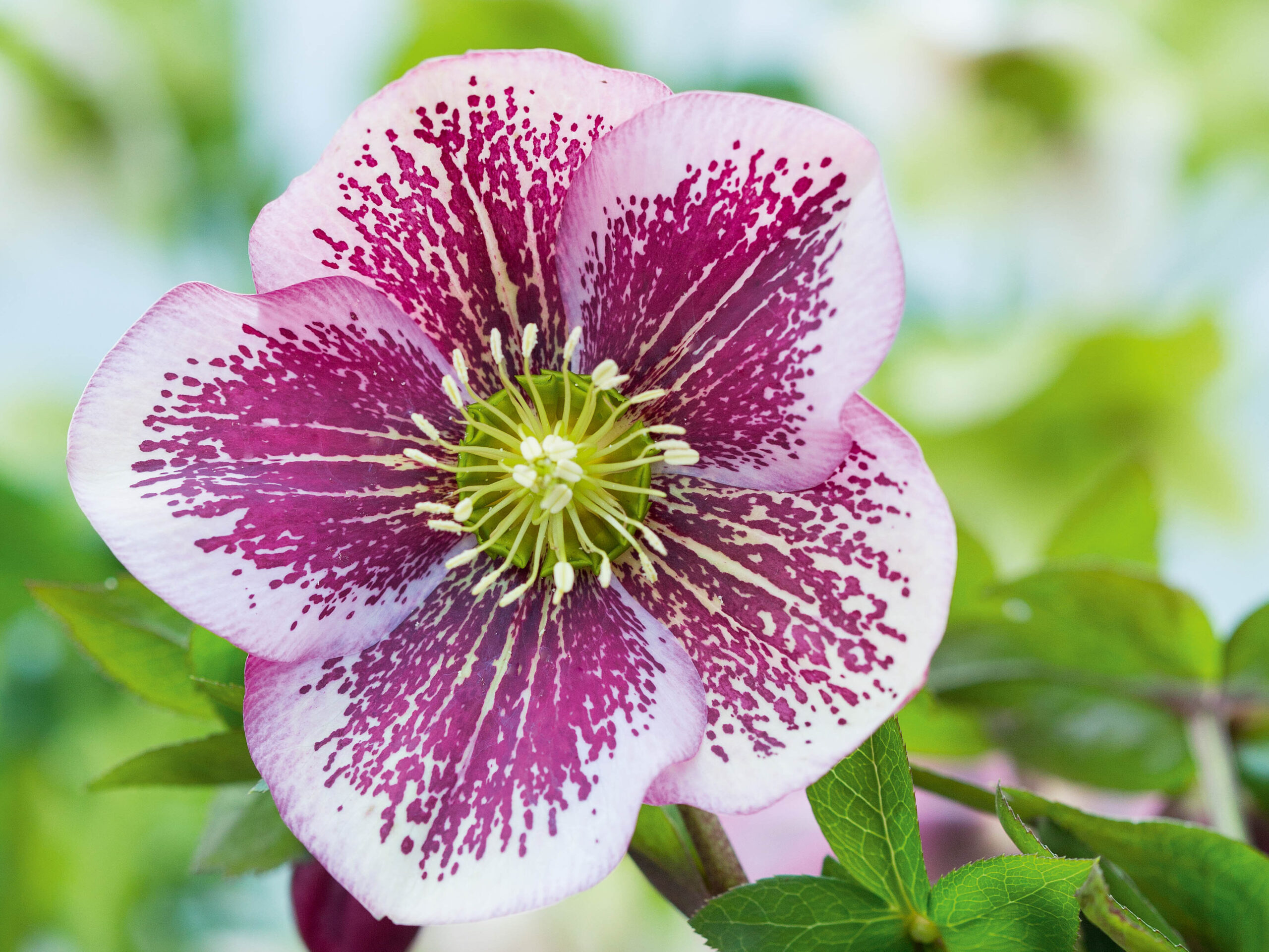 Helleborus x hybridus Pink Spotted