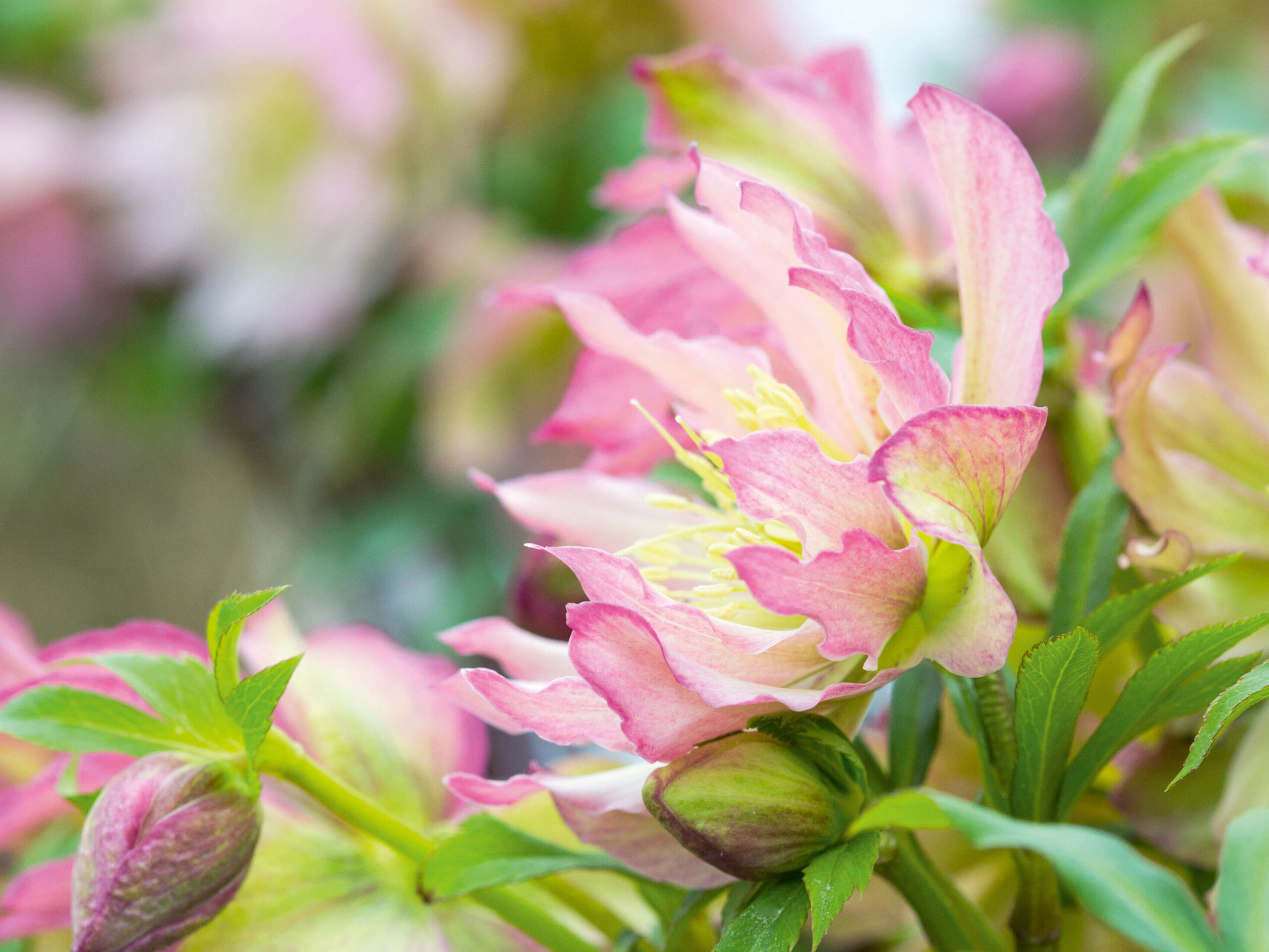 Helleborus torquatus hybrid Spider Double