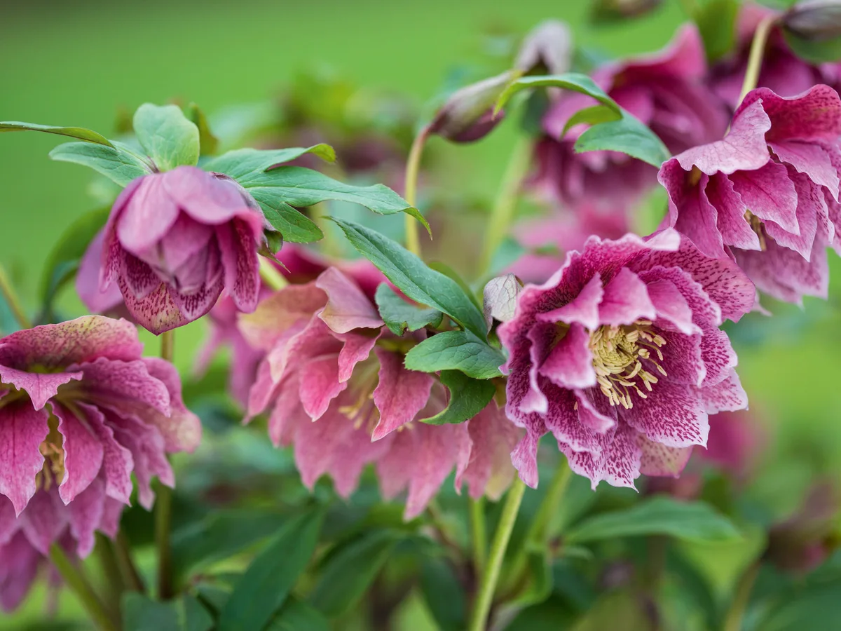 Helleborus x hybridus Pink Red Speckle Double Helleborus x hybridus Pink Red Speckle Double
