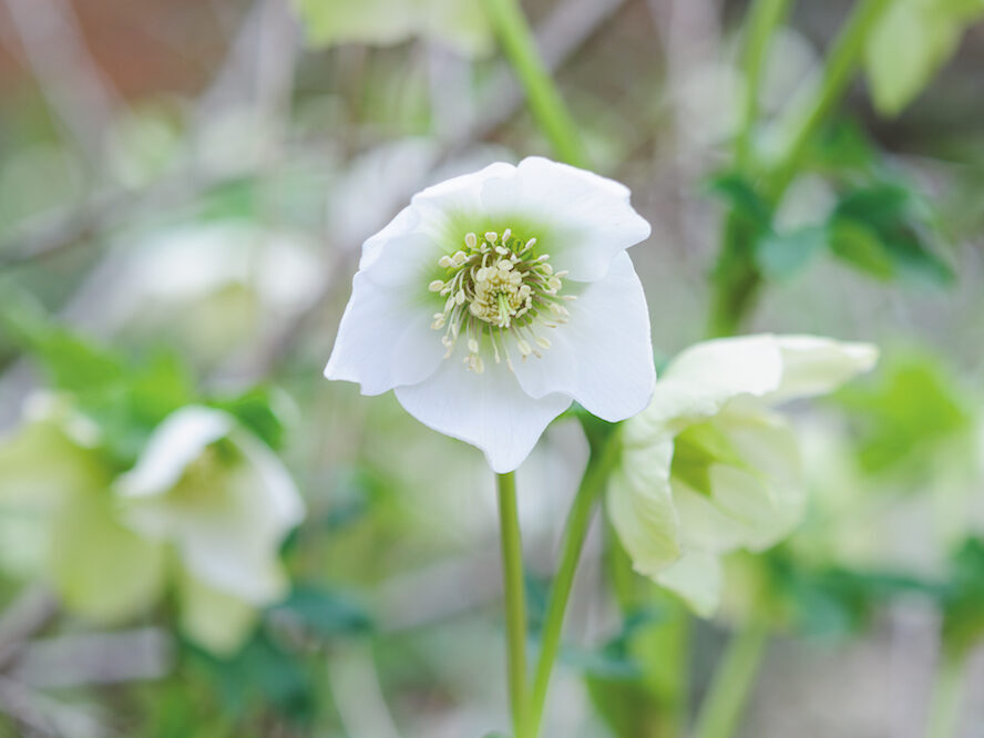 Helleborus x hybridus ' White Single'