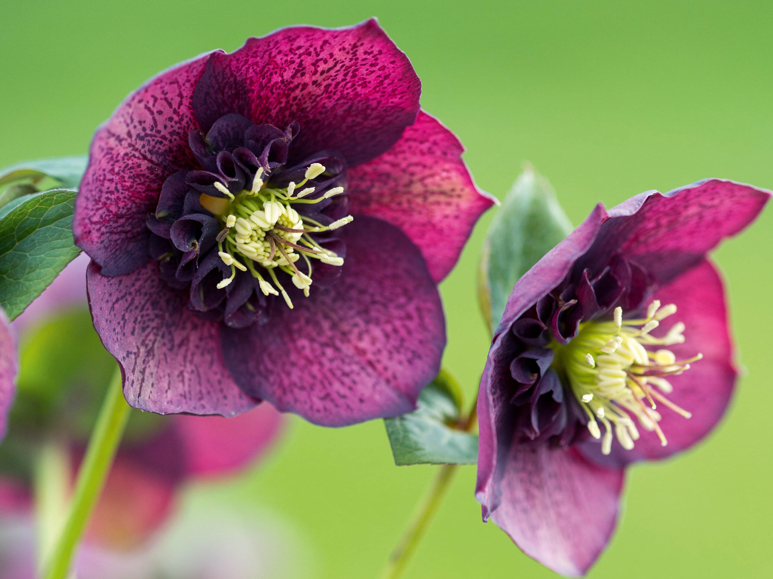 Helleborus x hybridus Purple Speckle