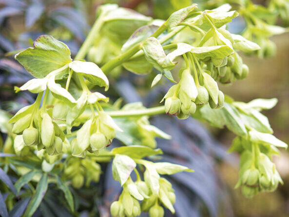 Helleborus foetidus