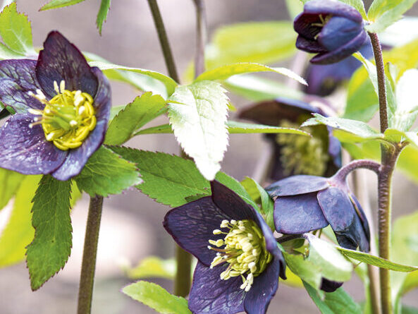 Helleborus atrorubens