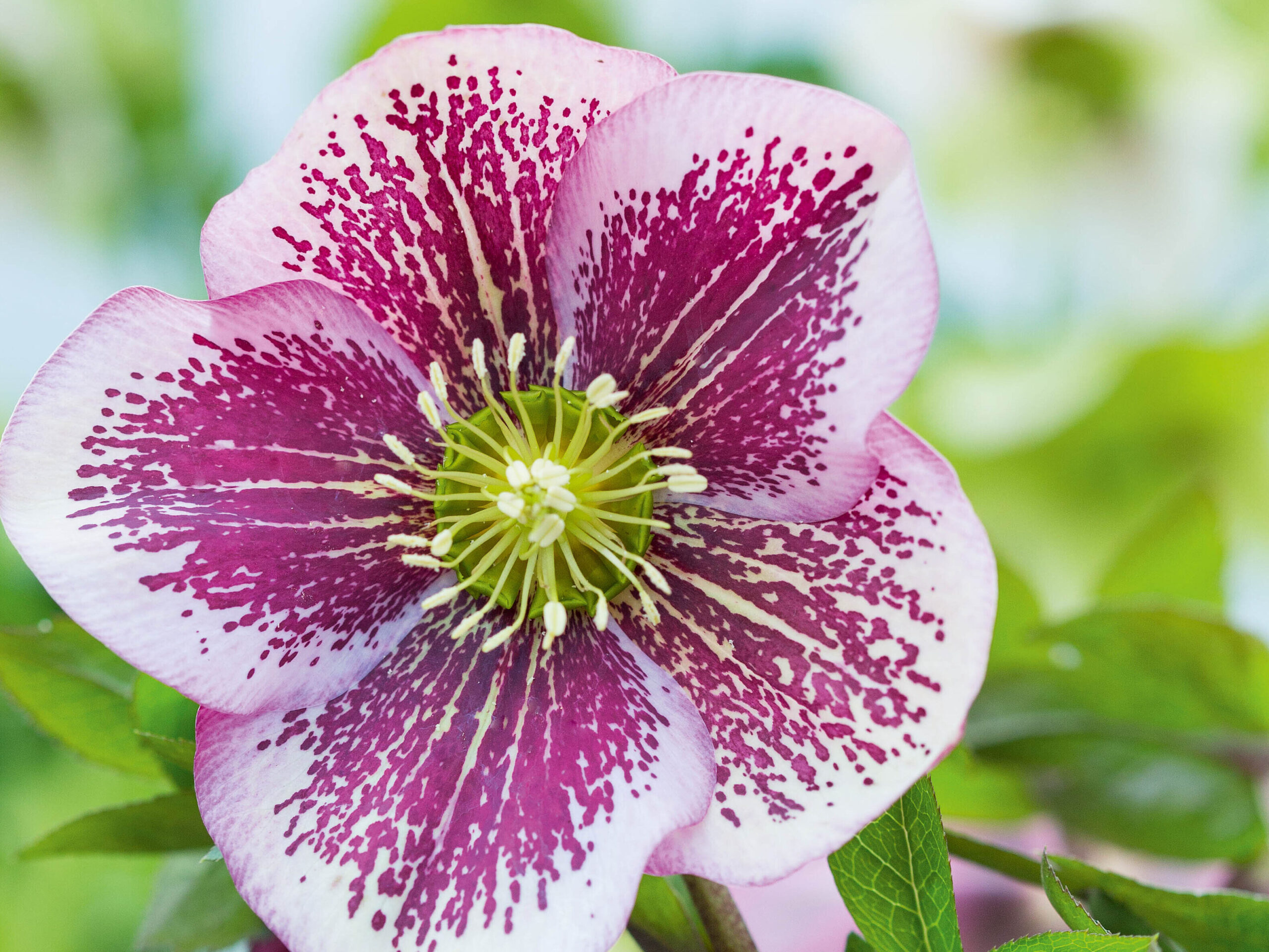 Helleborus x hybridus Pink Spotted