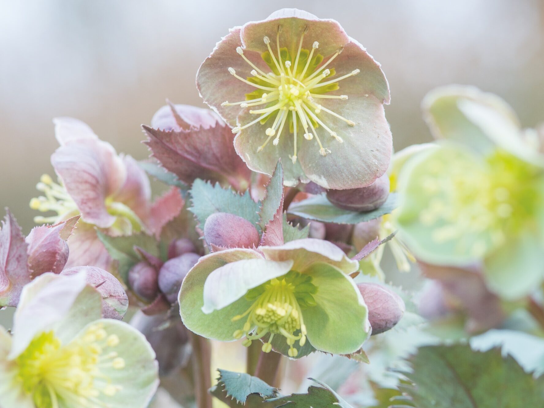 Helleborus x sternii 'Silver Shadow'