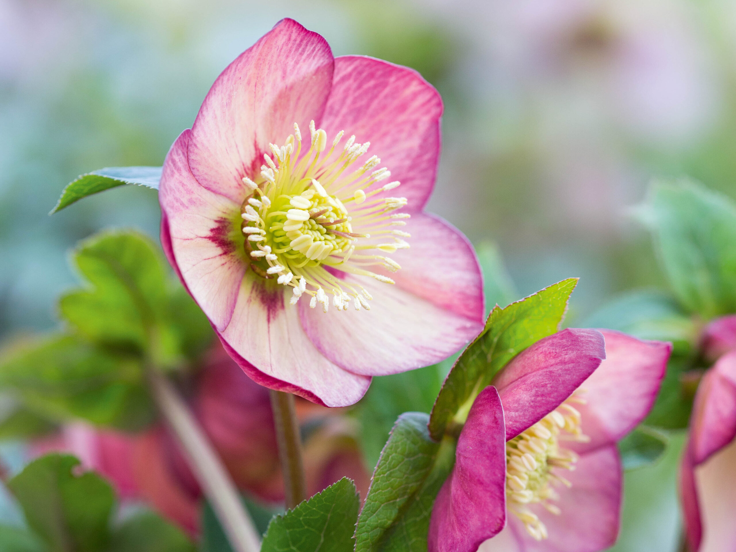 Helleborus x hybridus Red Apricot