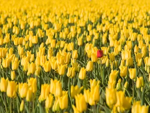 Red tulip in yellow tulips