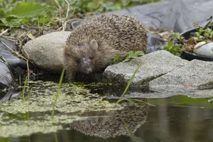 European hedgehog (Erinaceus europaeus) adult animal drinking at a garden pond European hedgehog (Erinaceus europaeus) adult animal drinking at a garden pond