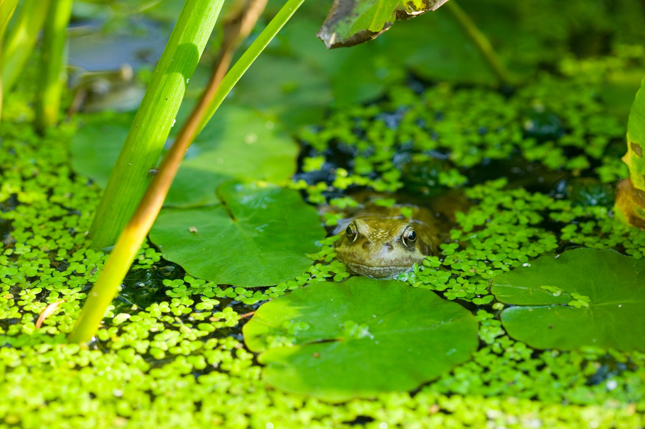 Frog in Pond