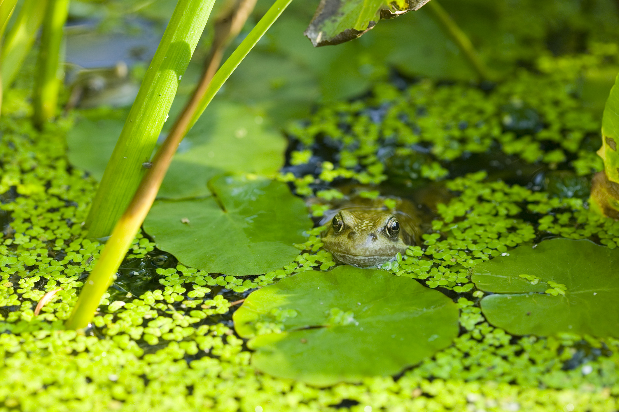 Frog in Pond