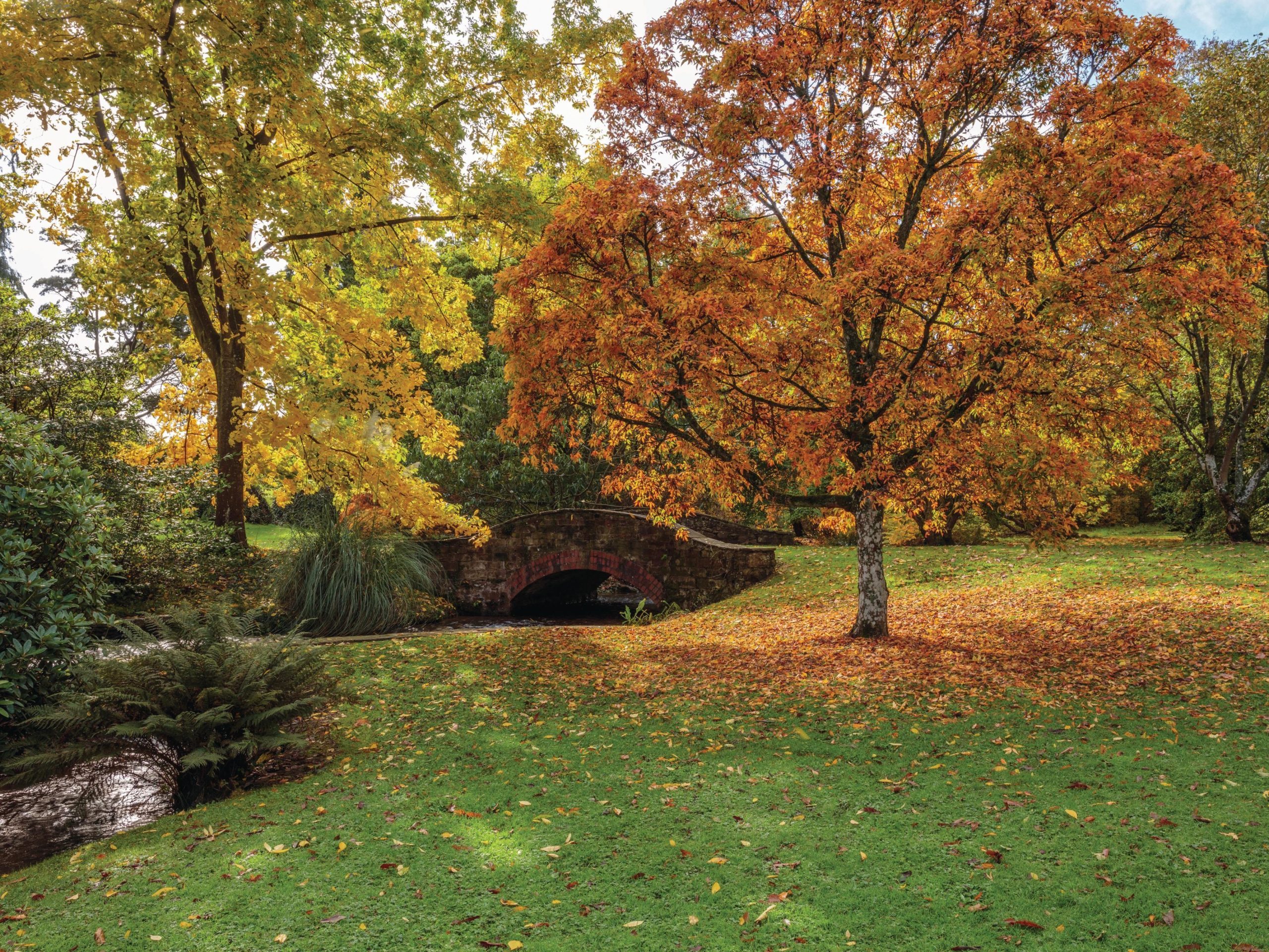 Autumn trees and stream