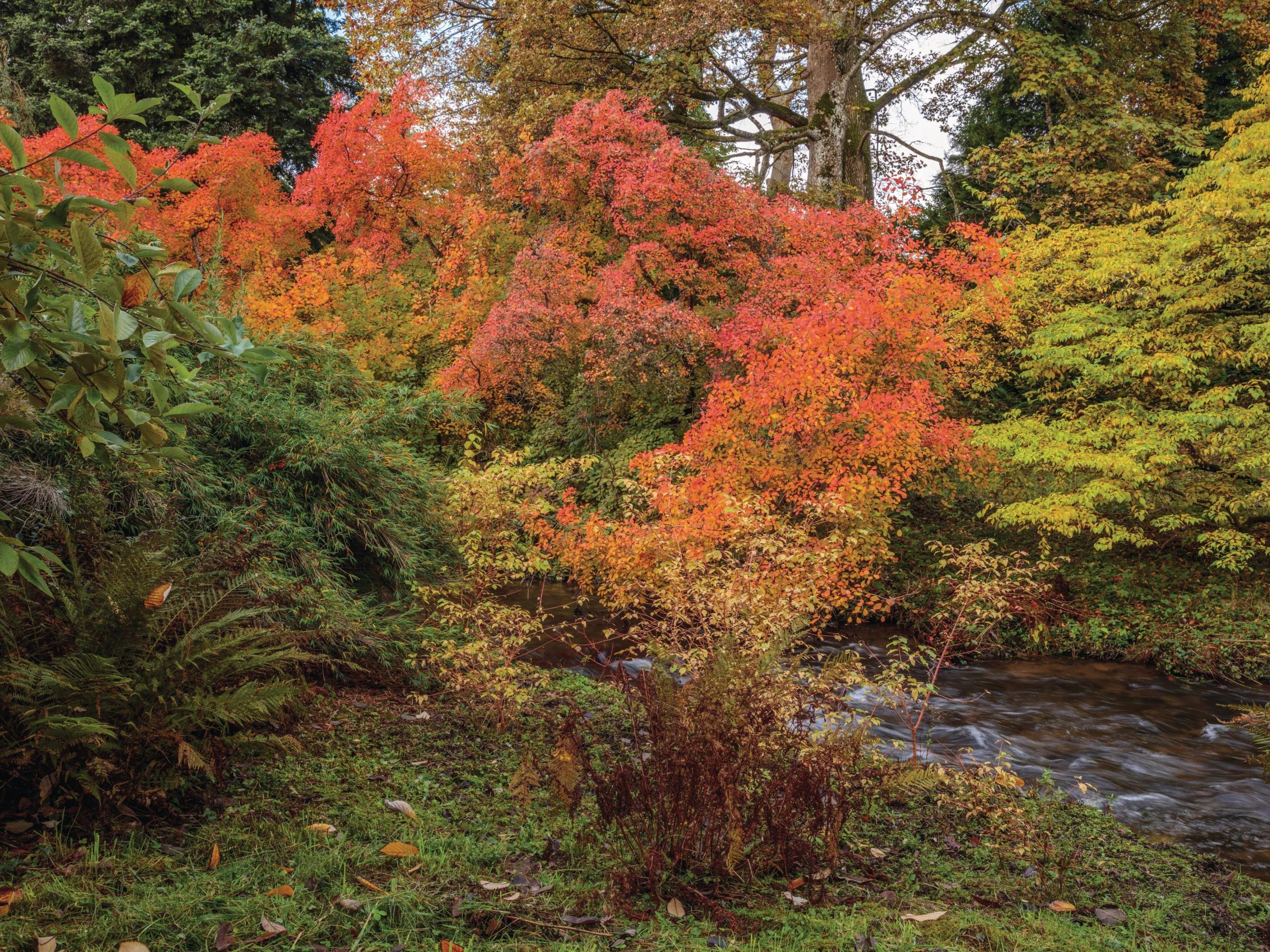 Autumn leaves