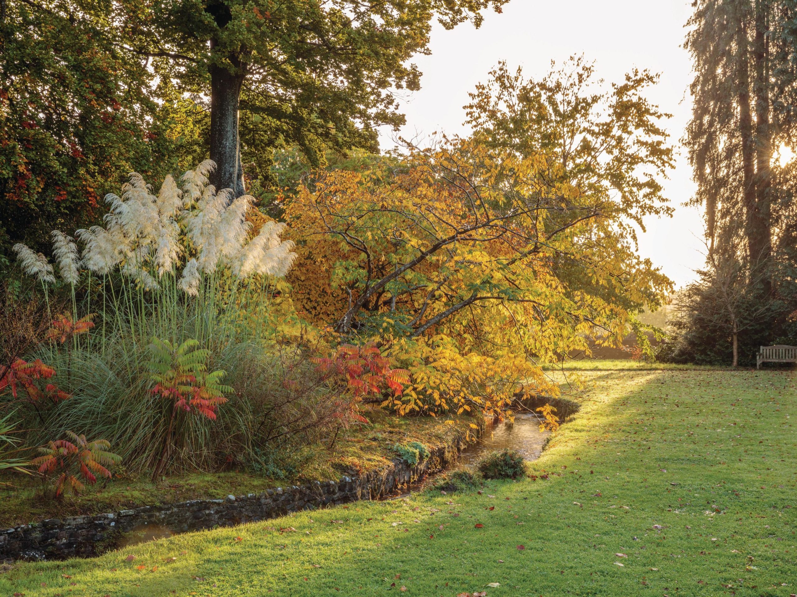 Autumn foliage and lawn