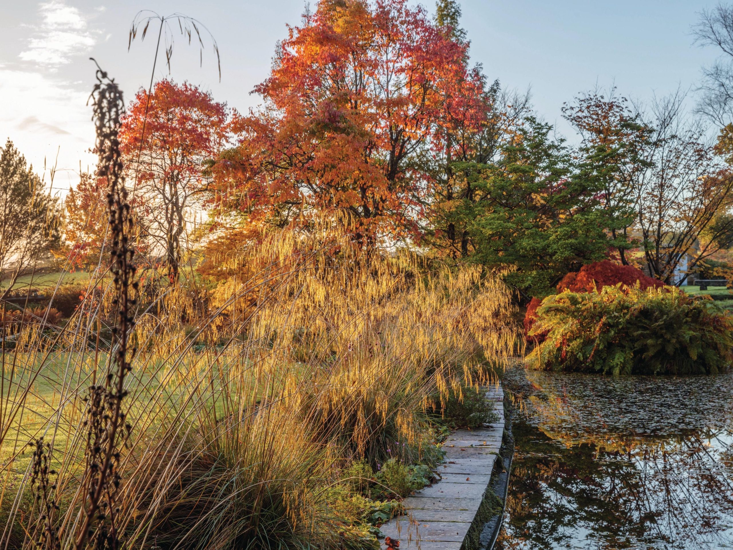 Autumn trees surrounding pond