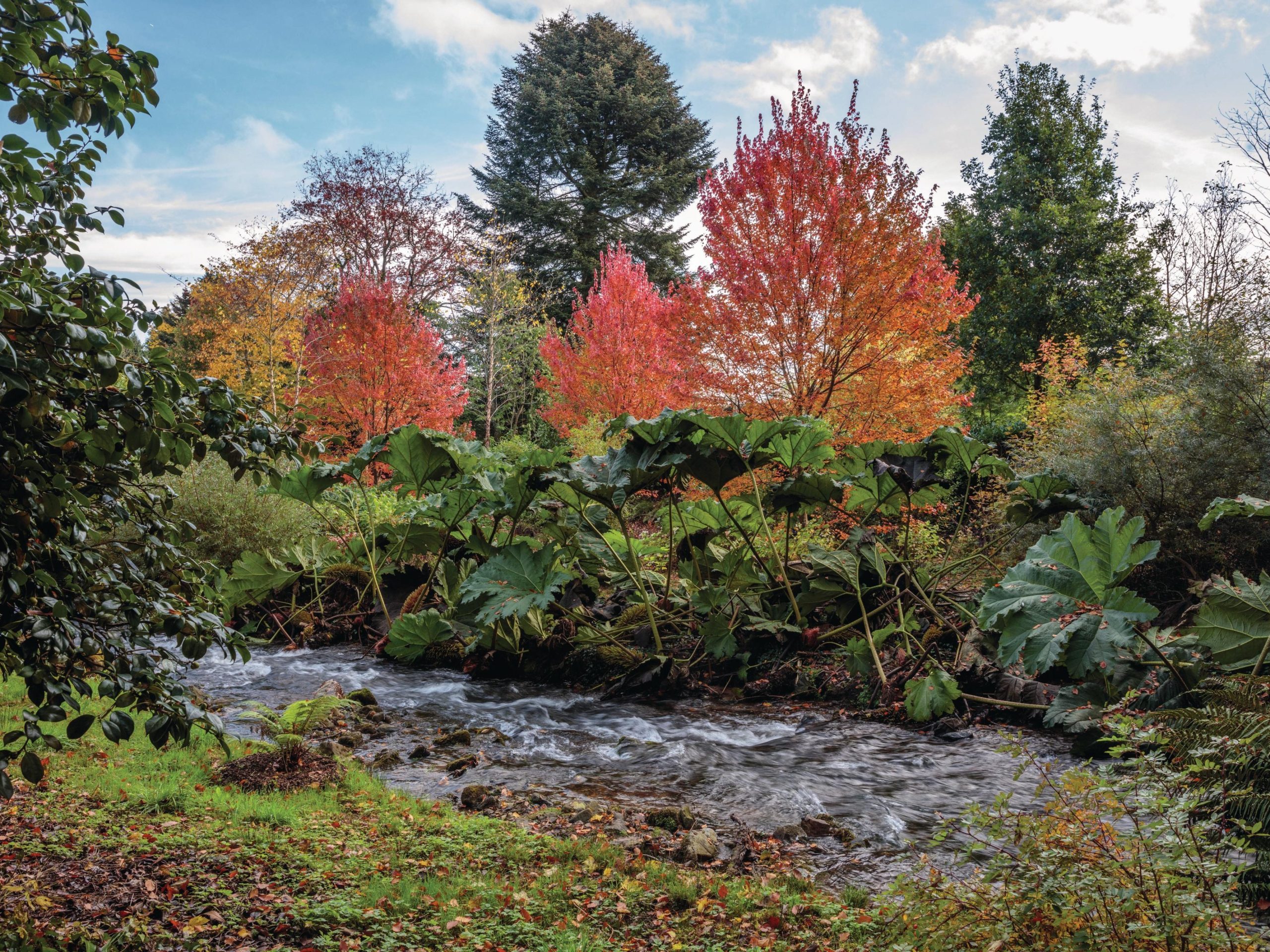 Stream and autumn leaves