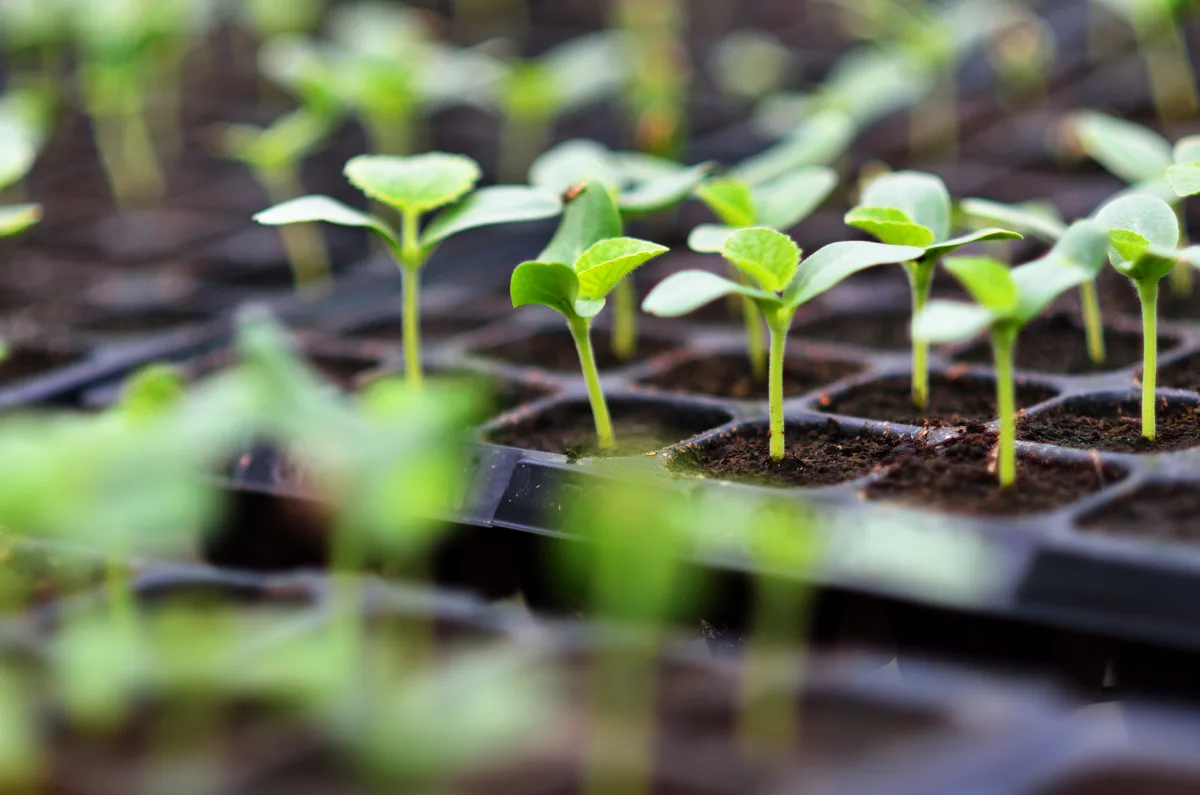 Seeds in a seed tray Seeds in a seed tray