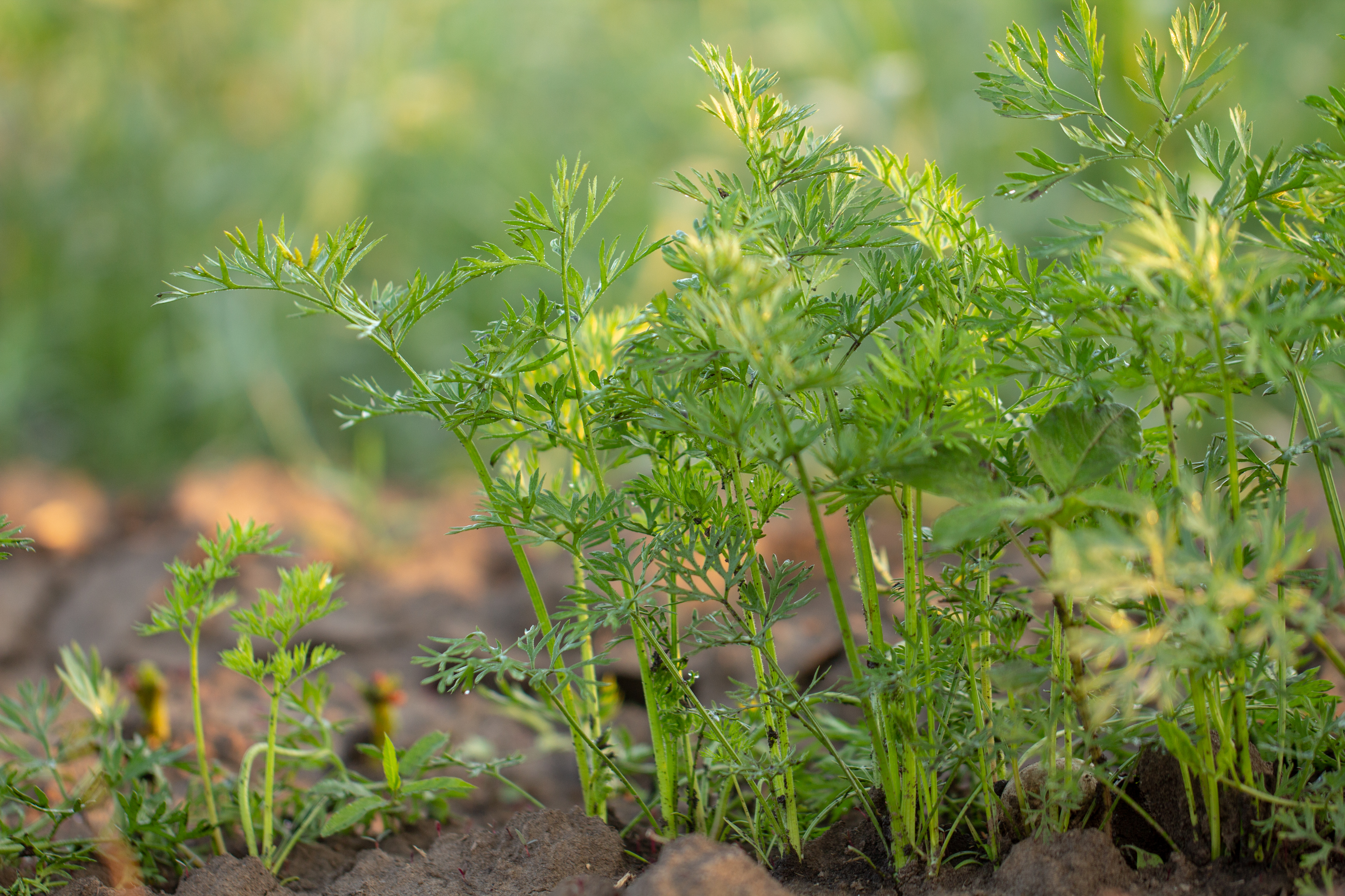 Young juicy carrot grows in the garden
