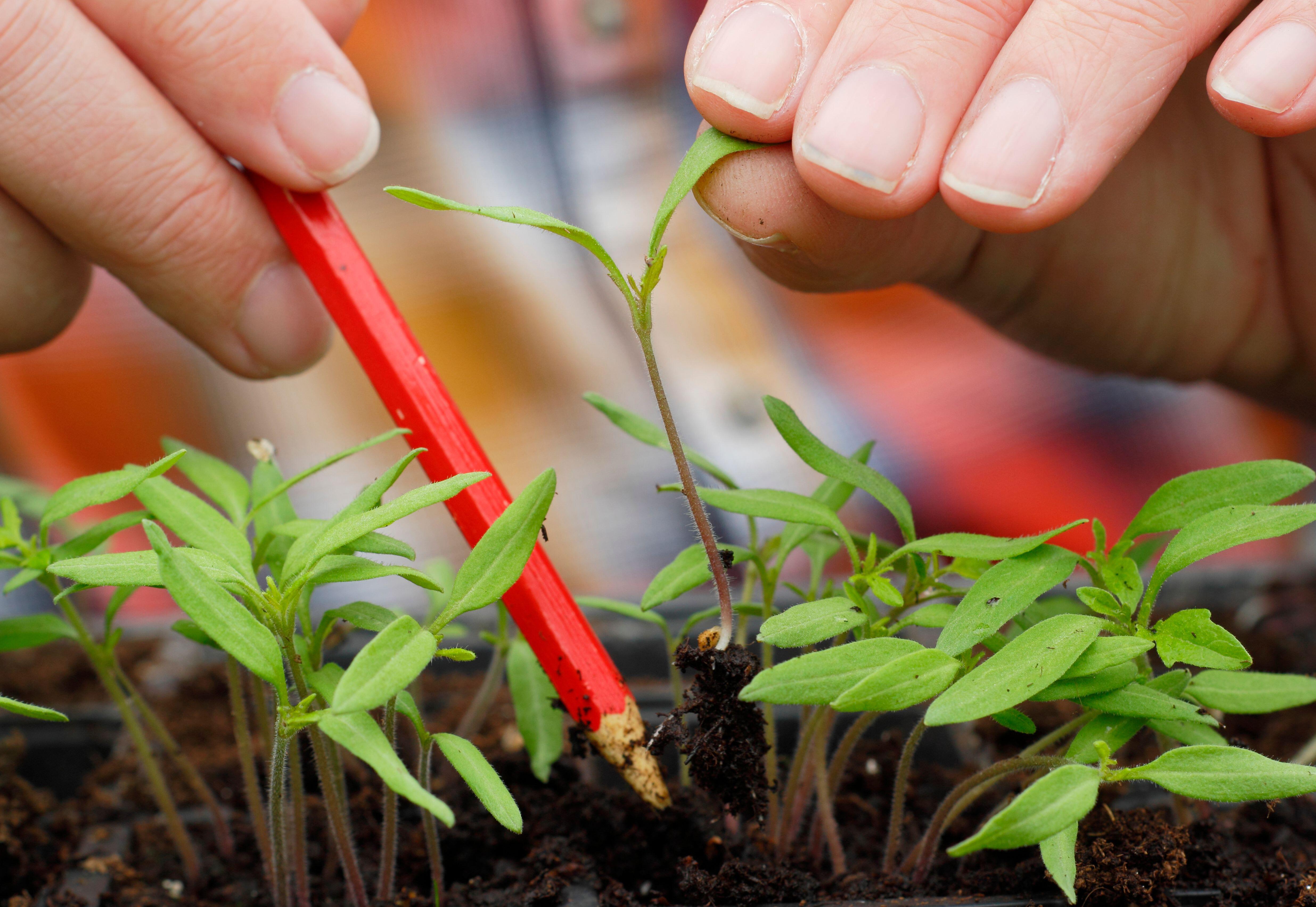 Pricking out seedlings