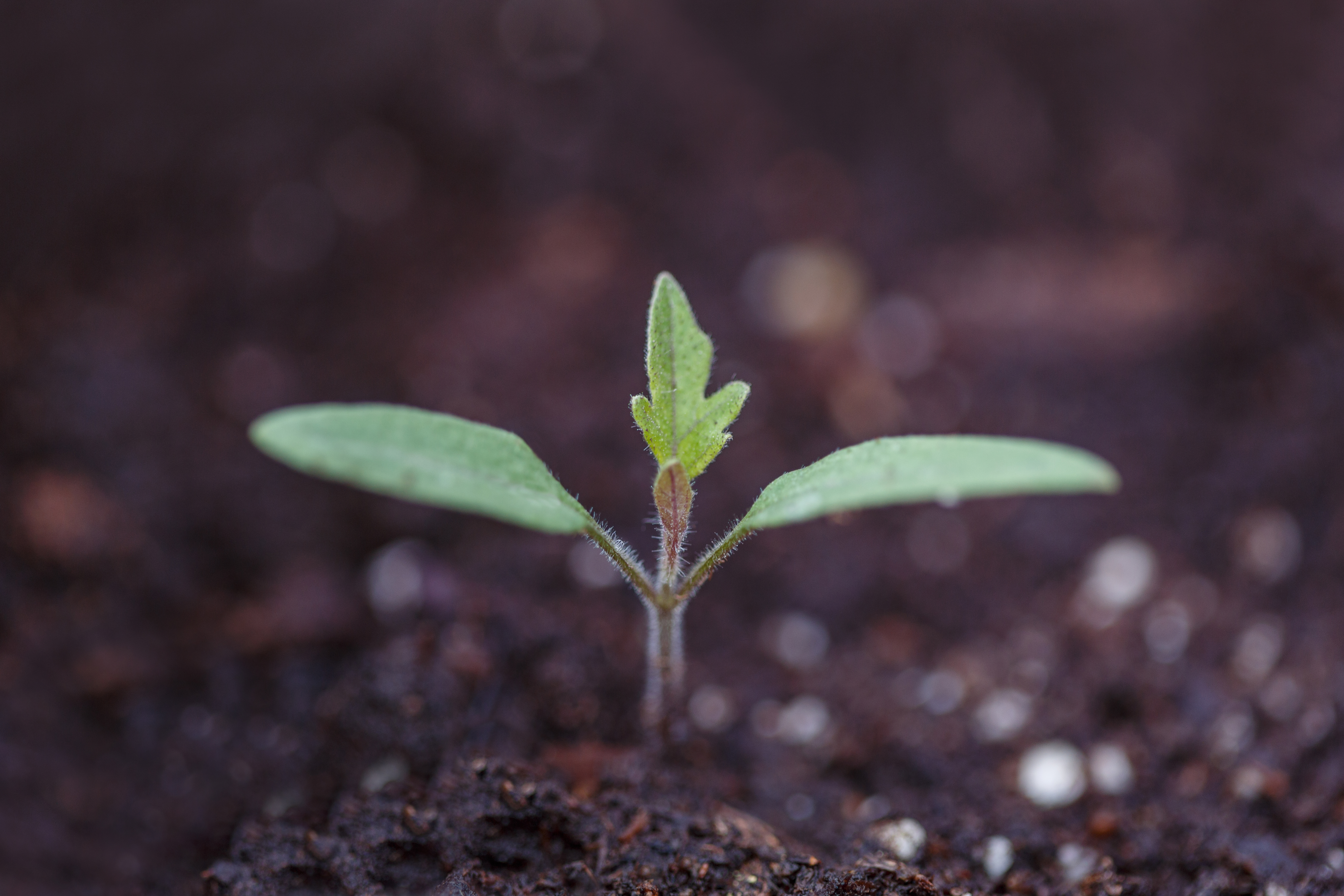 A tomato seedling