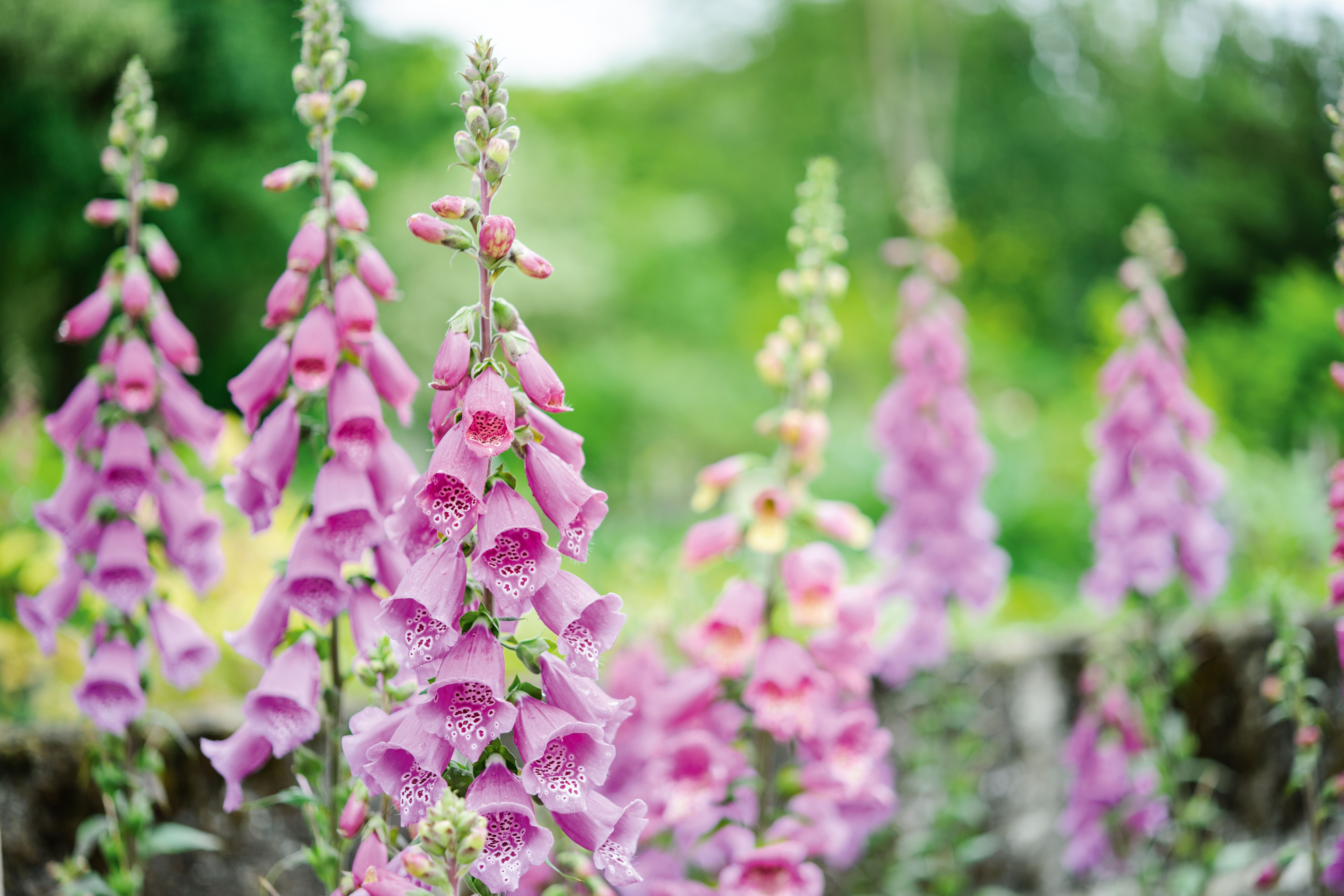 Digitalis (foxglove)