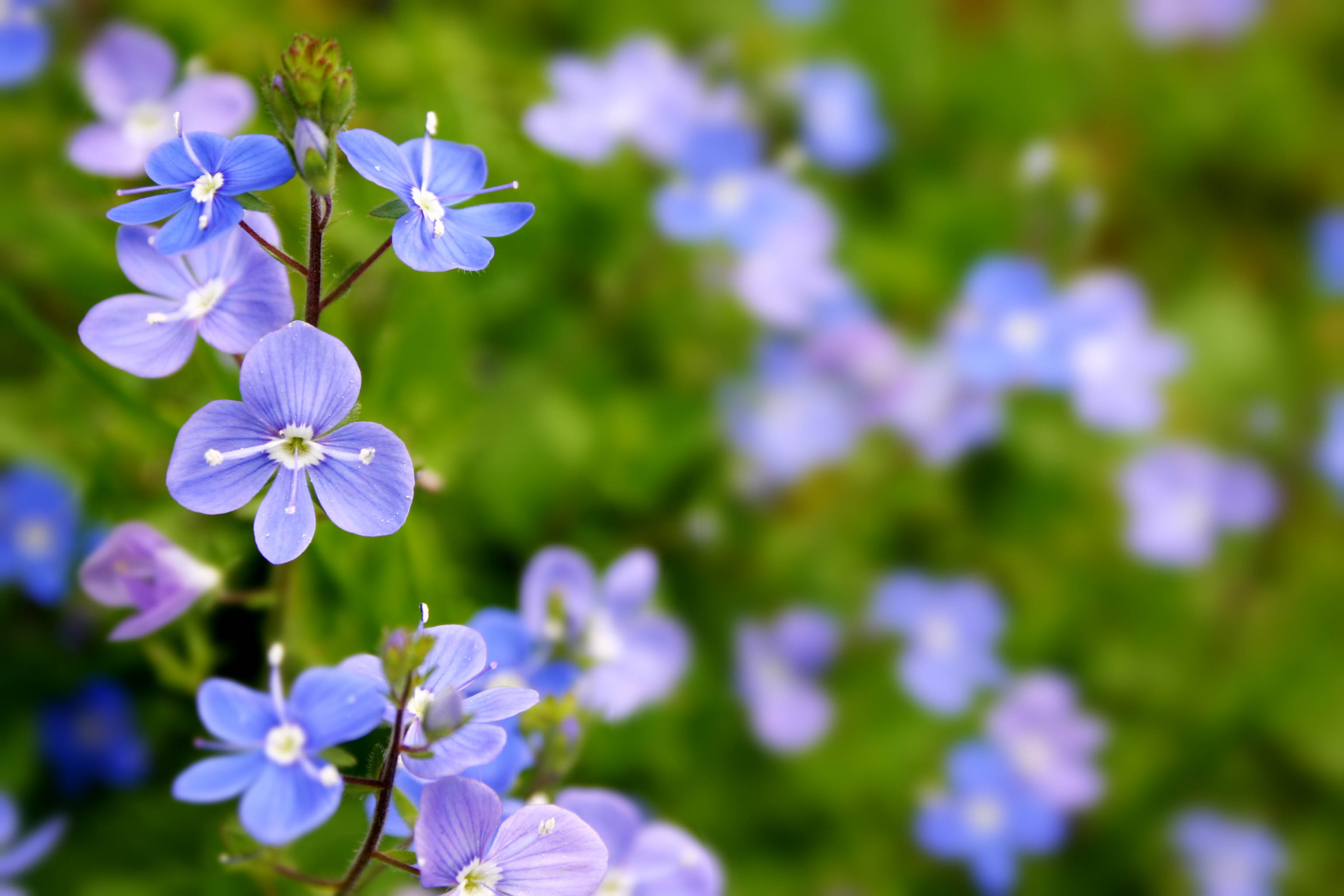 Speedwell (Veronica chamaedrys)