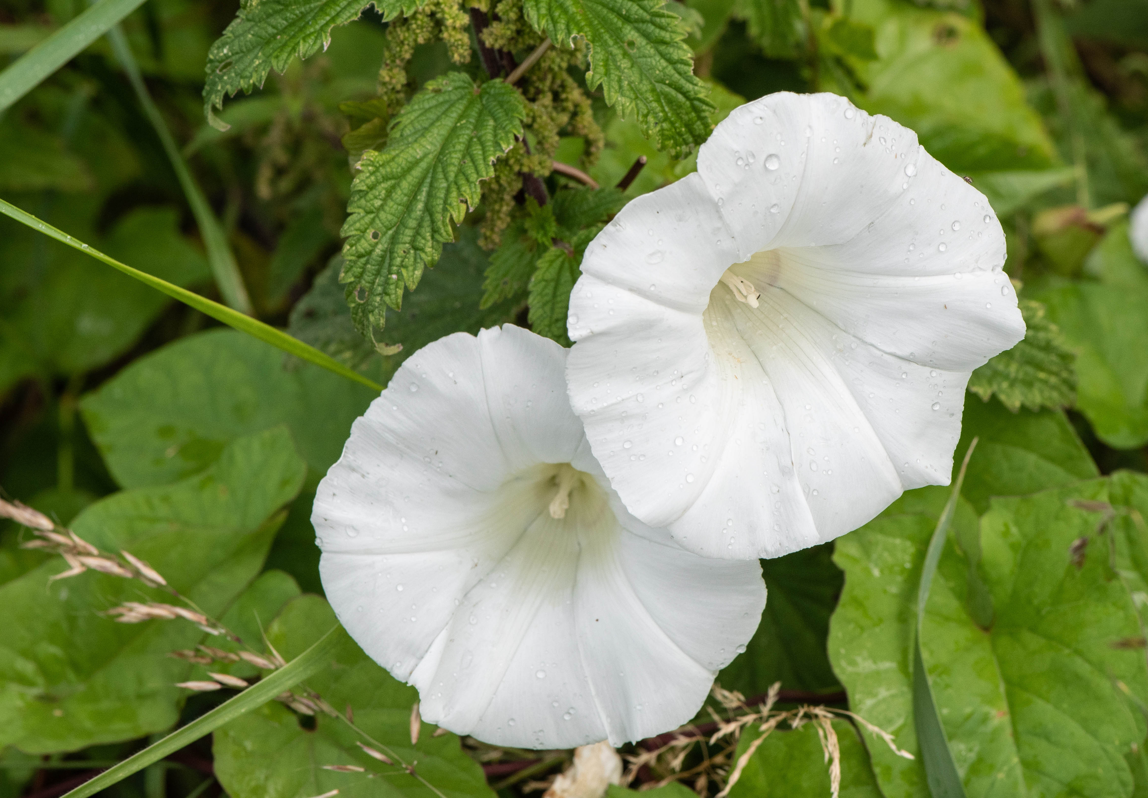 Hedge bindweed (Calystegia sepium) Hedge bindweed (Calystegia sepium)
