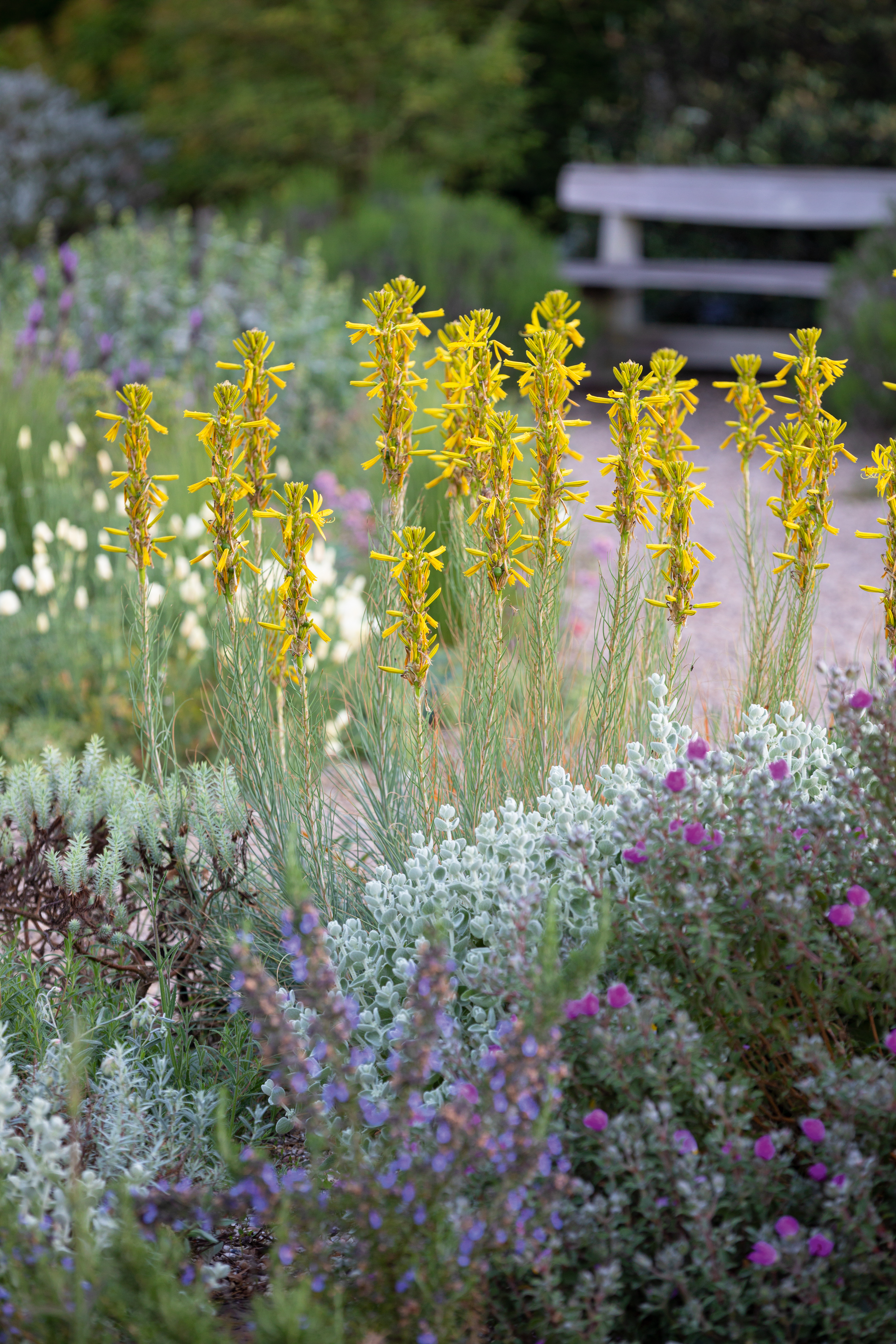 Asphodelus luteus in The Gravel Garden at Beth Chatto's gardens in Spring.