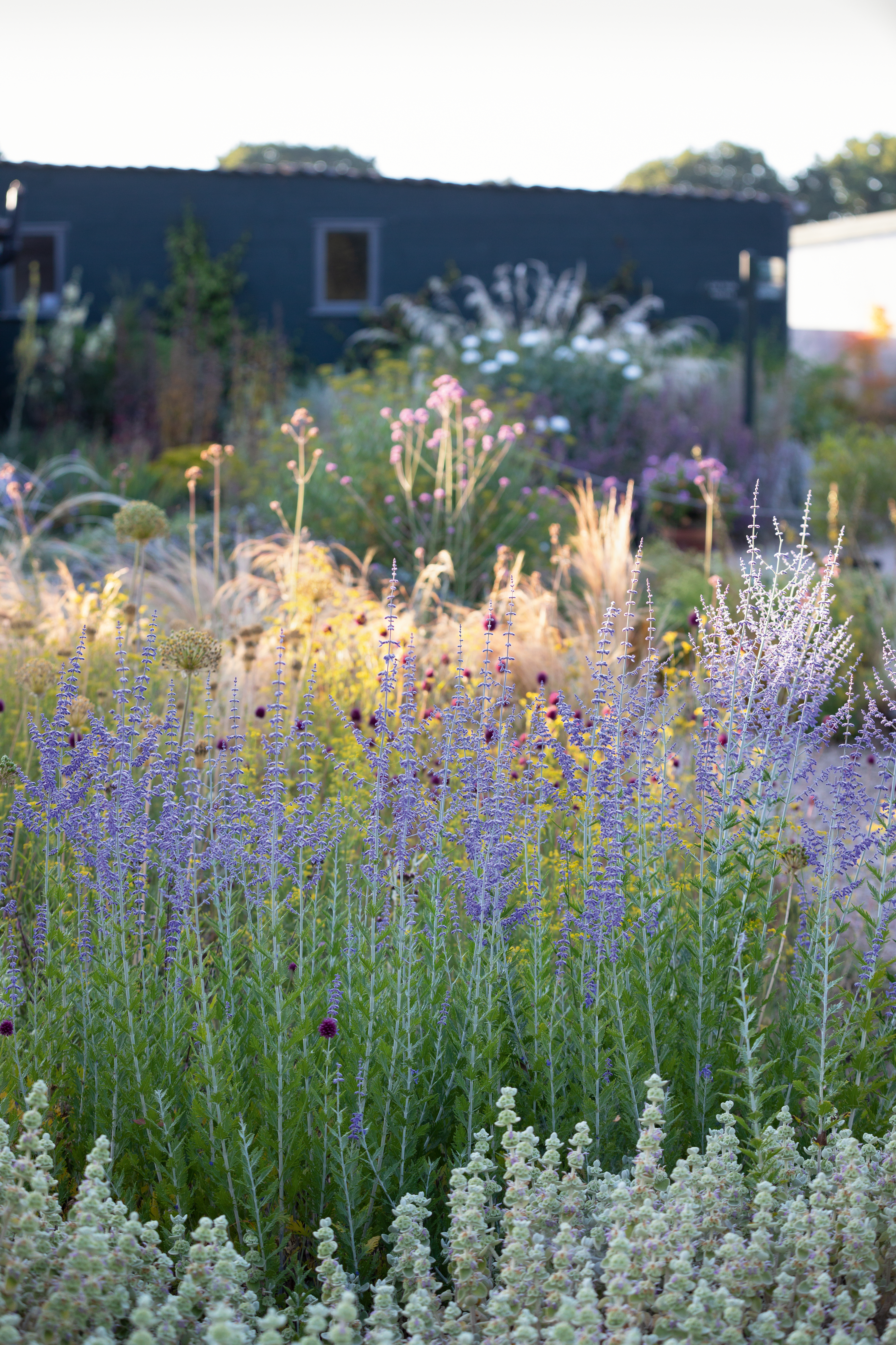 The Gravel Garden at Beth Chatto's Gardens in June. Perovskia atriplicifolia 'Blue Spire'