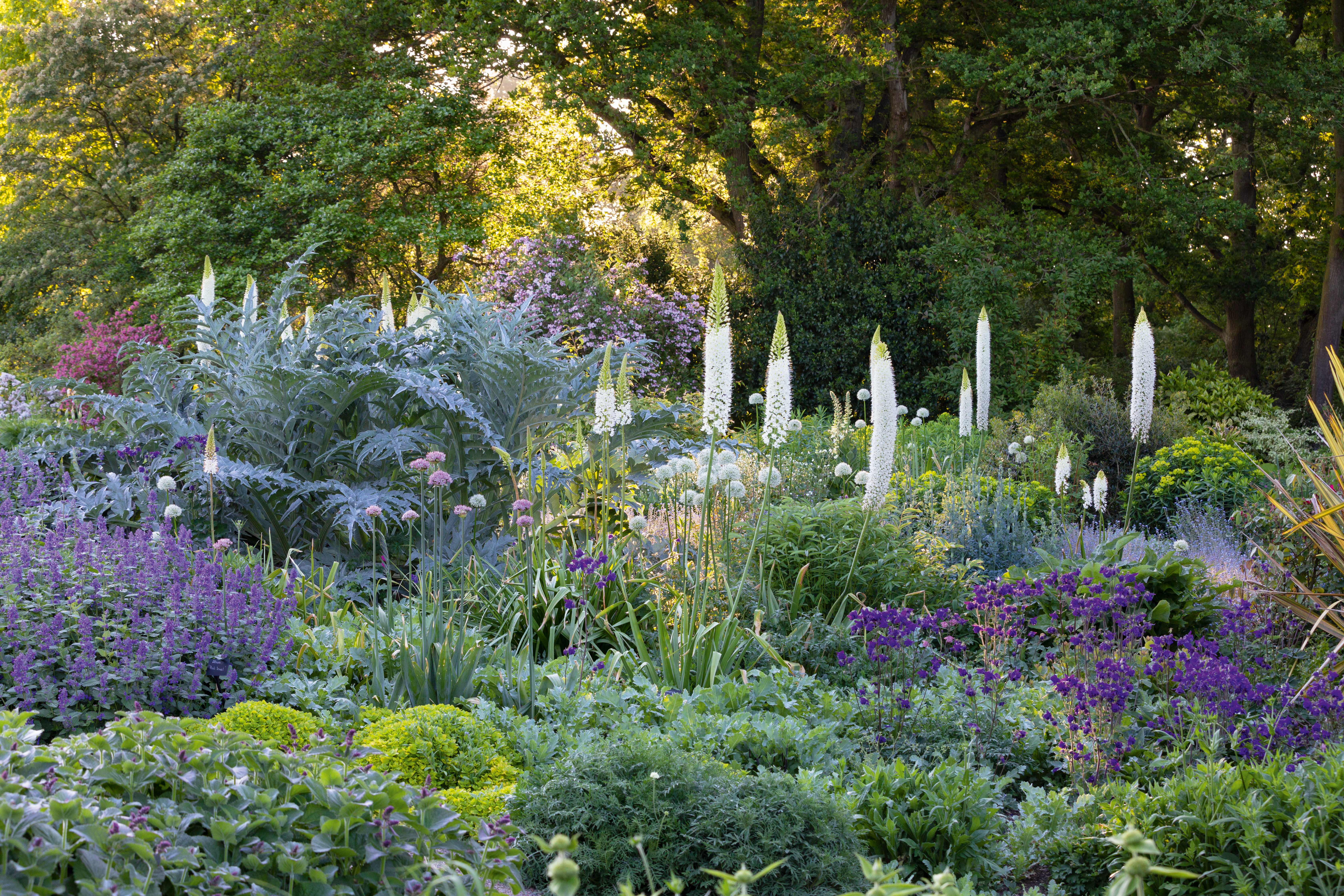 Eremurus himalaicus in the Resevoir Garden at Beth Chatto's in Spring.