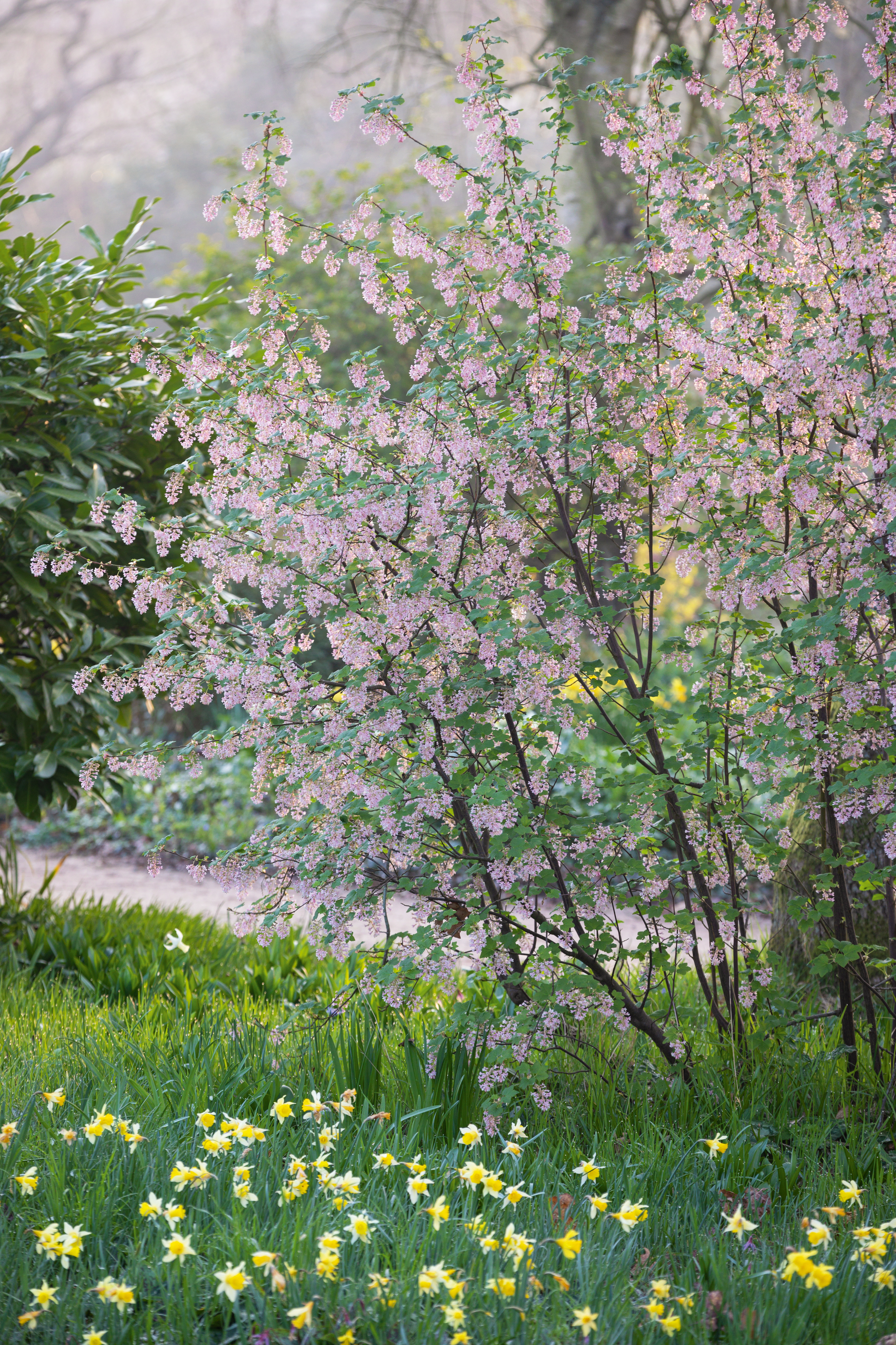 Ribes sanguineum 'Albescens' with Narcissus pseudonarcissus in the Woodland Garden at Beth Chatto's garden, Essex.