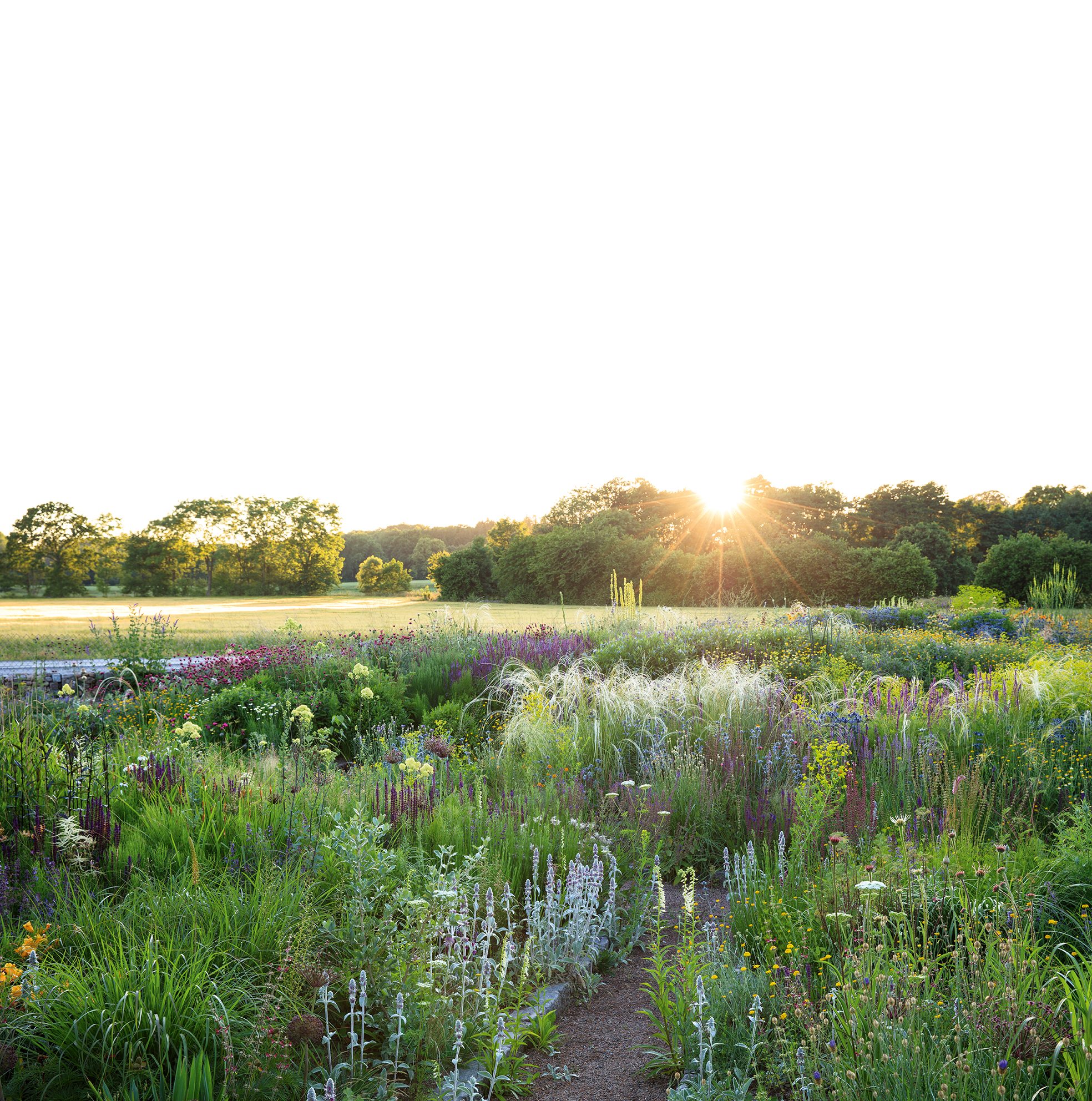 Peter Korn's new experimental garden