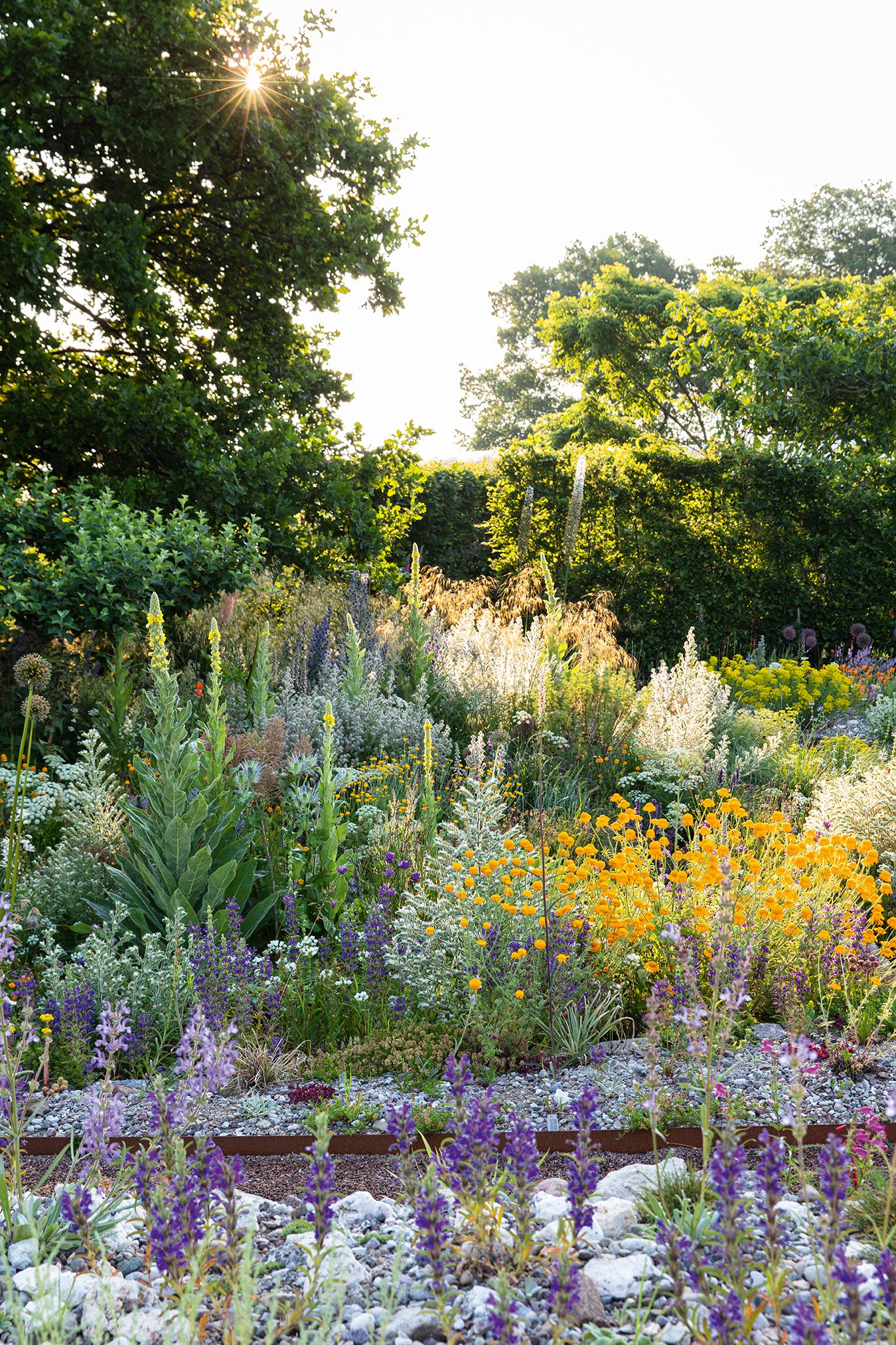 Peter Korn's new experimental garden