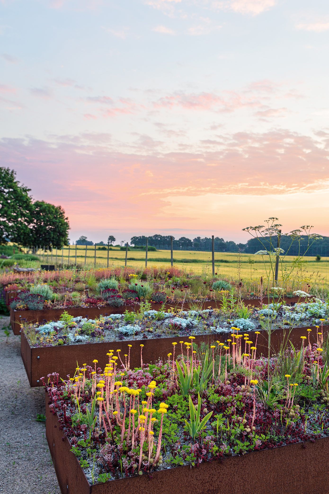Peter Korn's new experimental garden