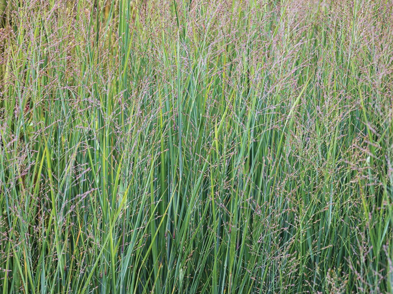 Grassy plant