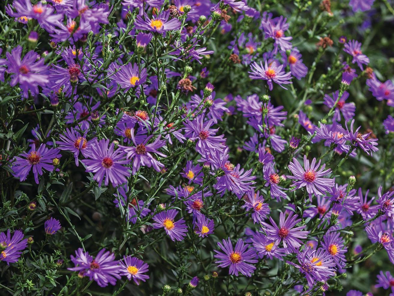Purple flowers