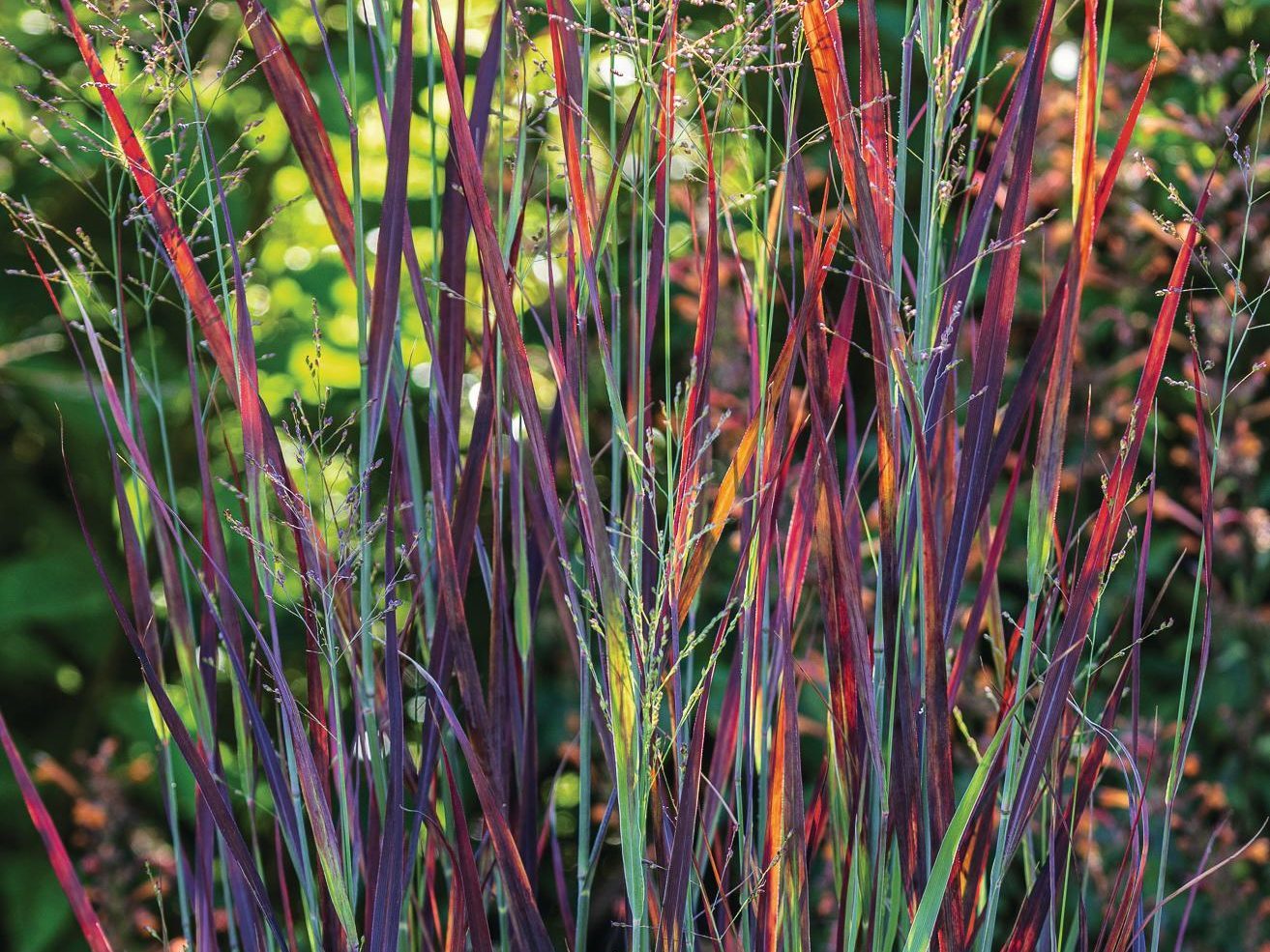 Red stemmed plant