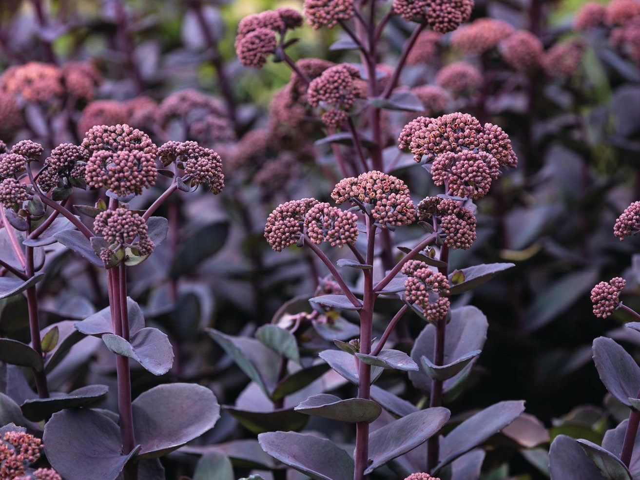 Purple flowers