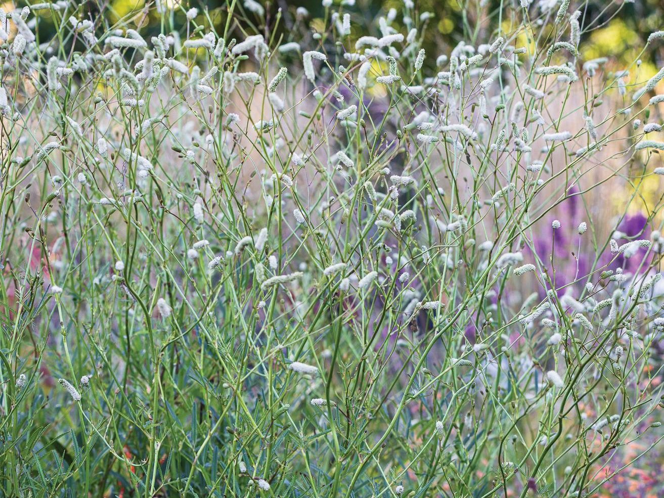 White flowered plant