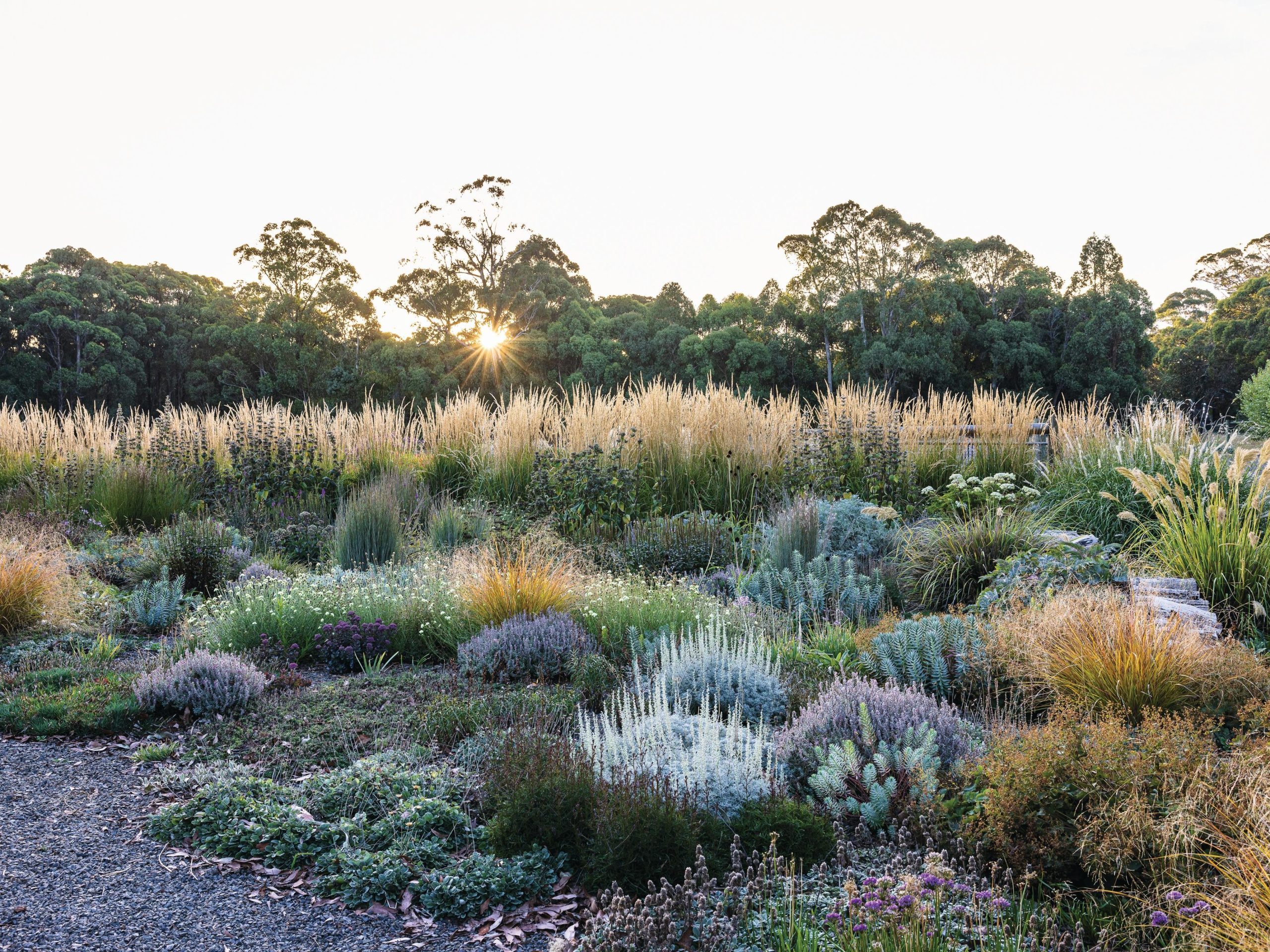 Dry gravel garden