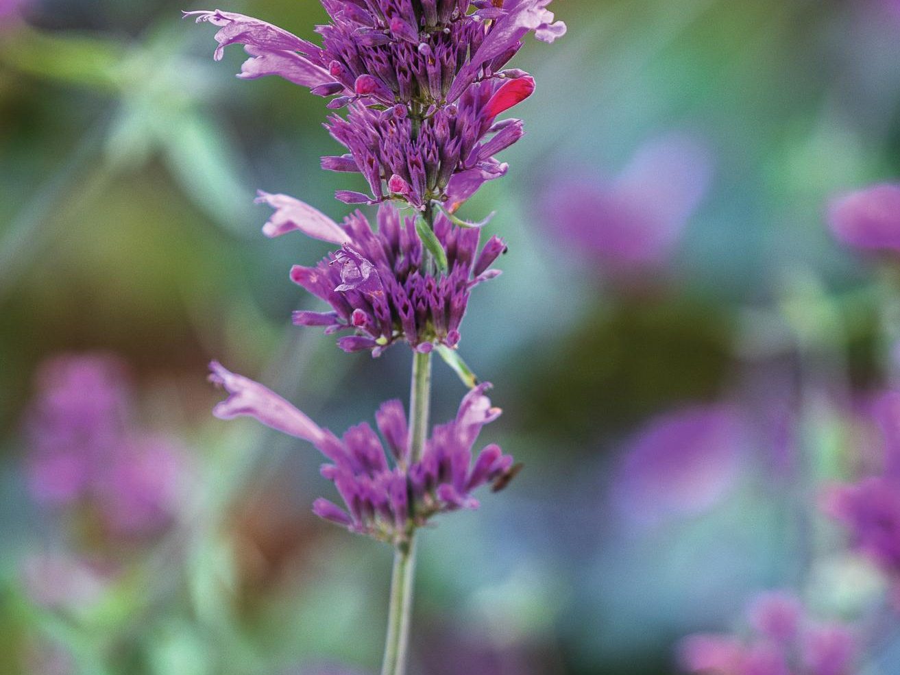 Pink flower