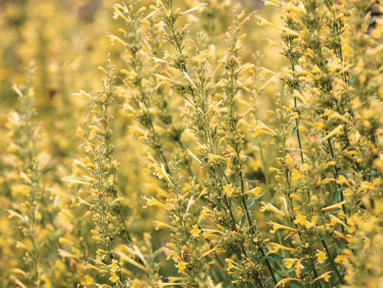 yellow plant
