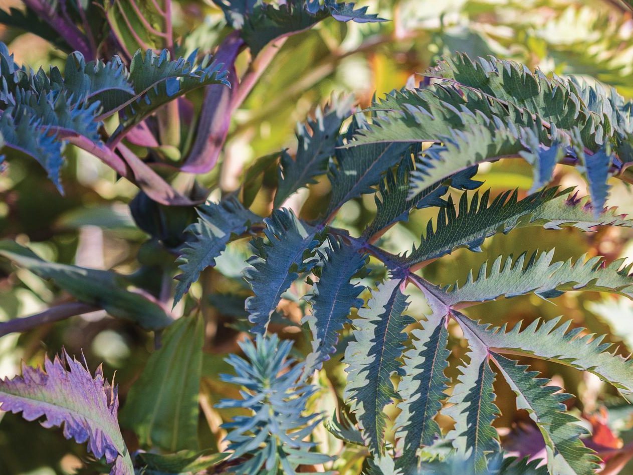 Purple plant