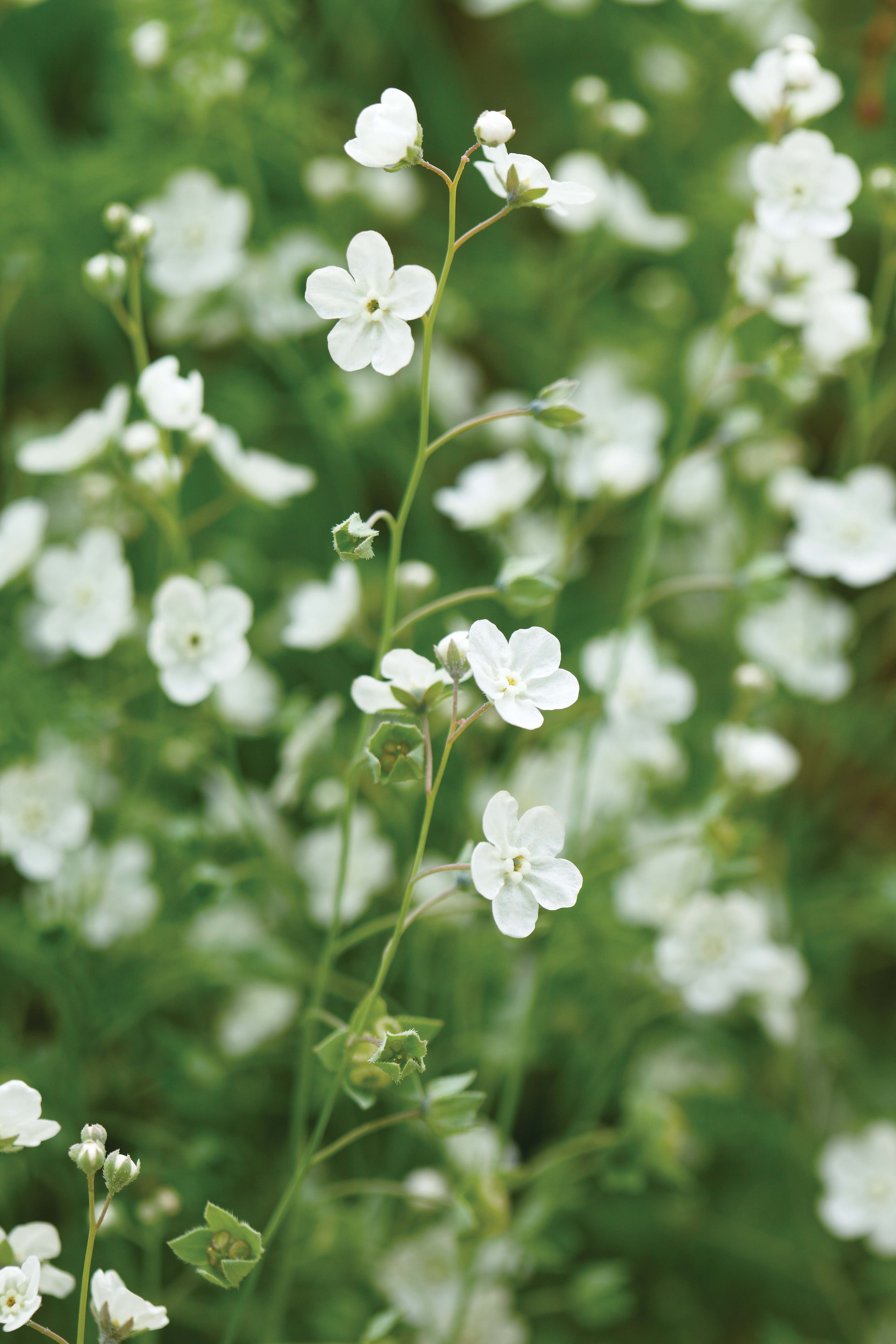 Omphalodes linifolia - perfect white flowers for the garden 