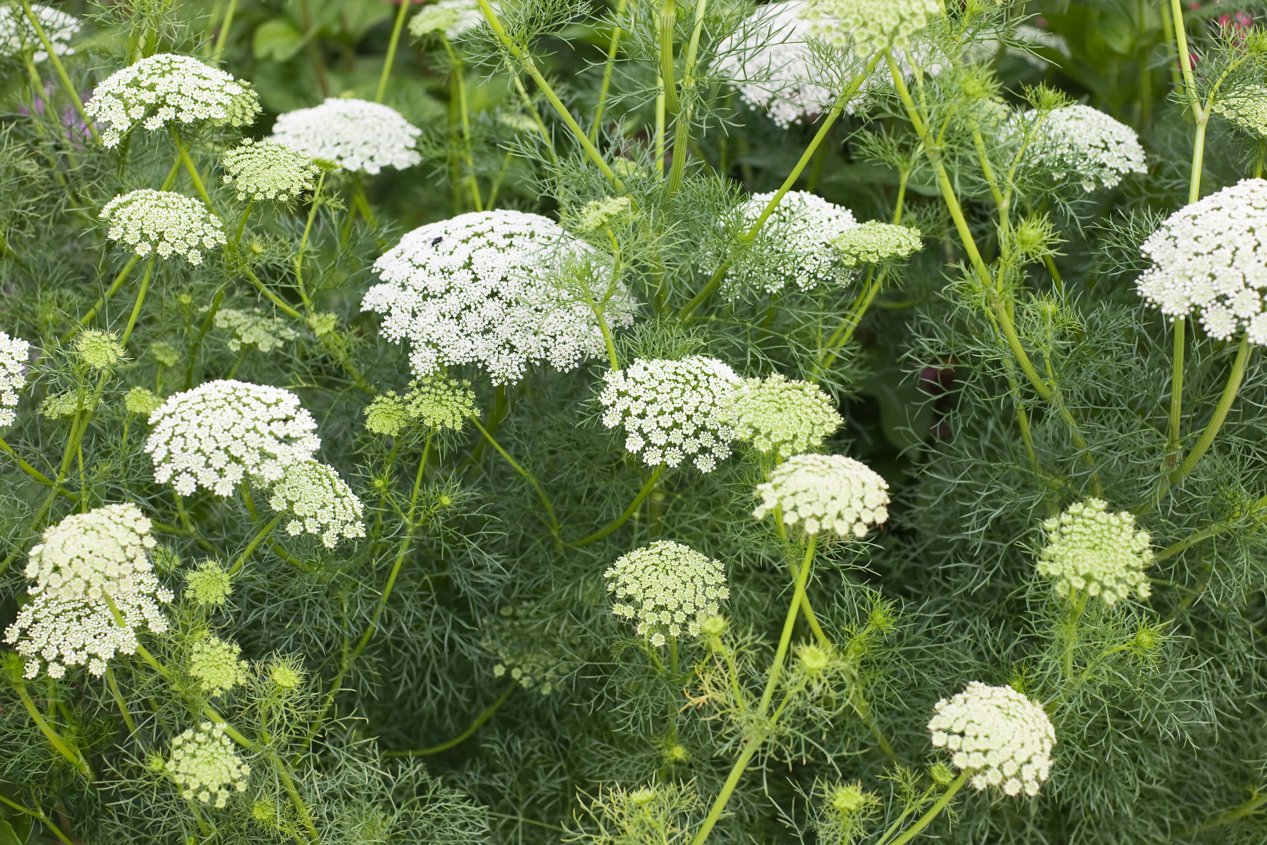 Ammi visnaga - perfect white flowers for the garden 