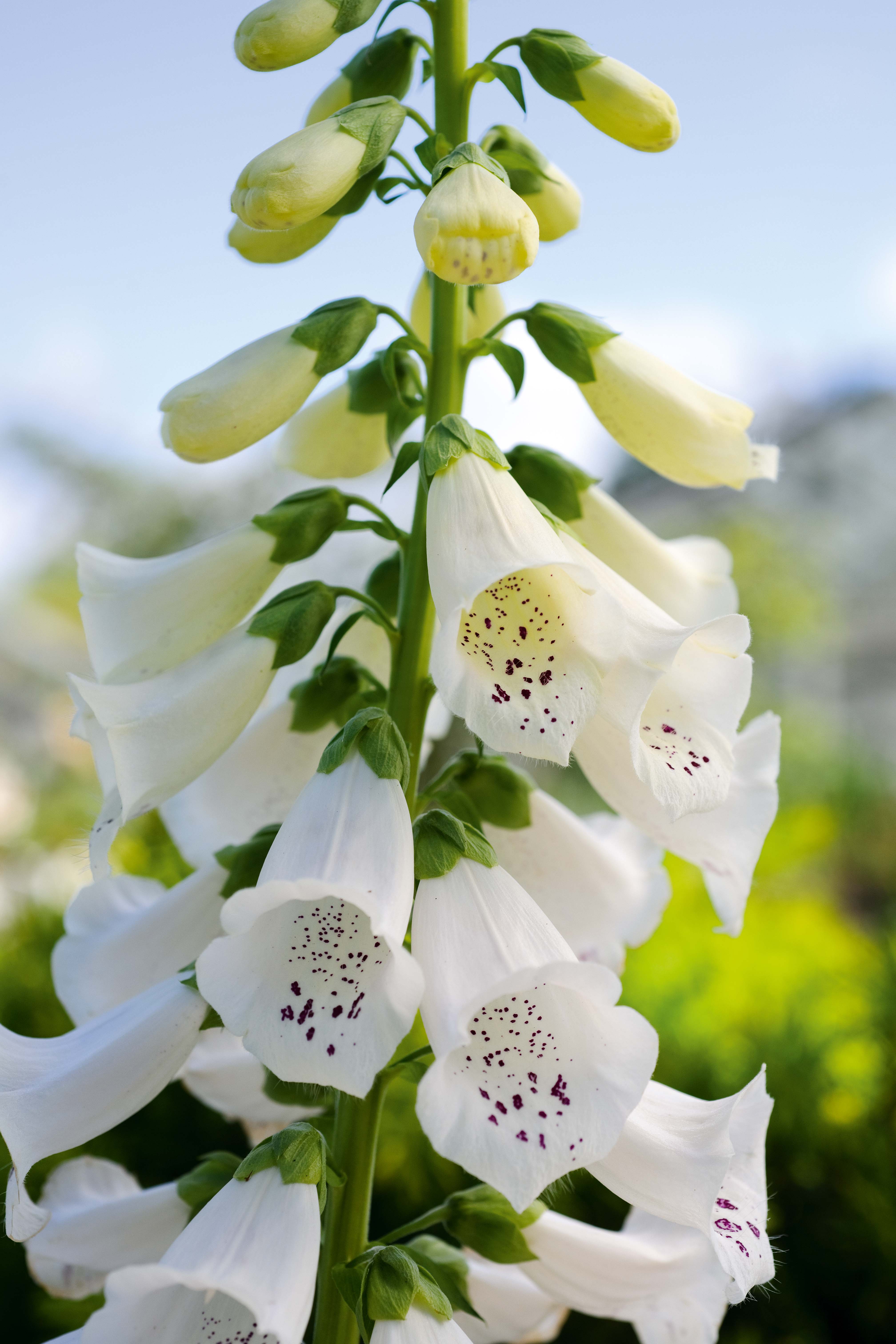 Digitalis purpurea alba - perfect white flowers for the garden 