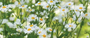 Erigeron annuus Erigeron annuus